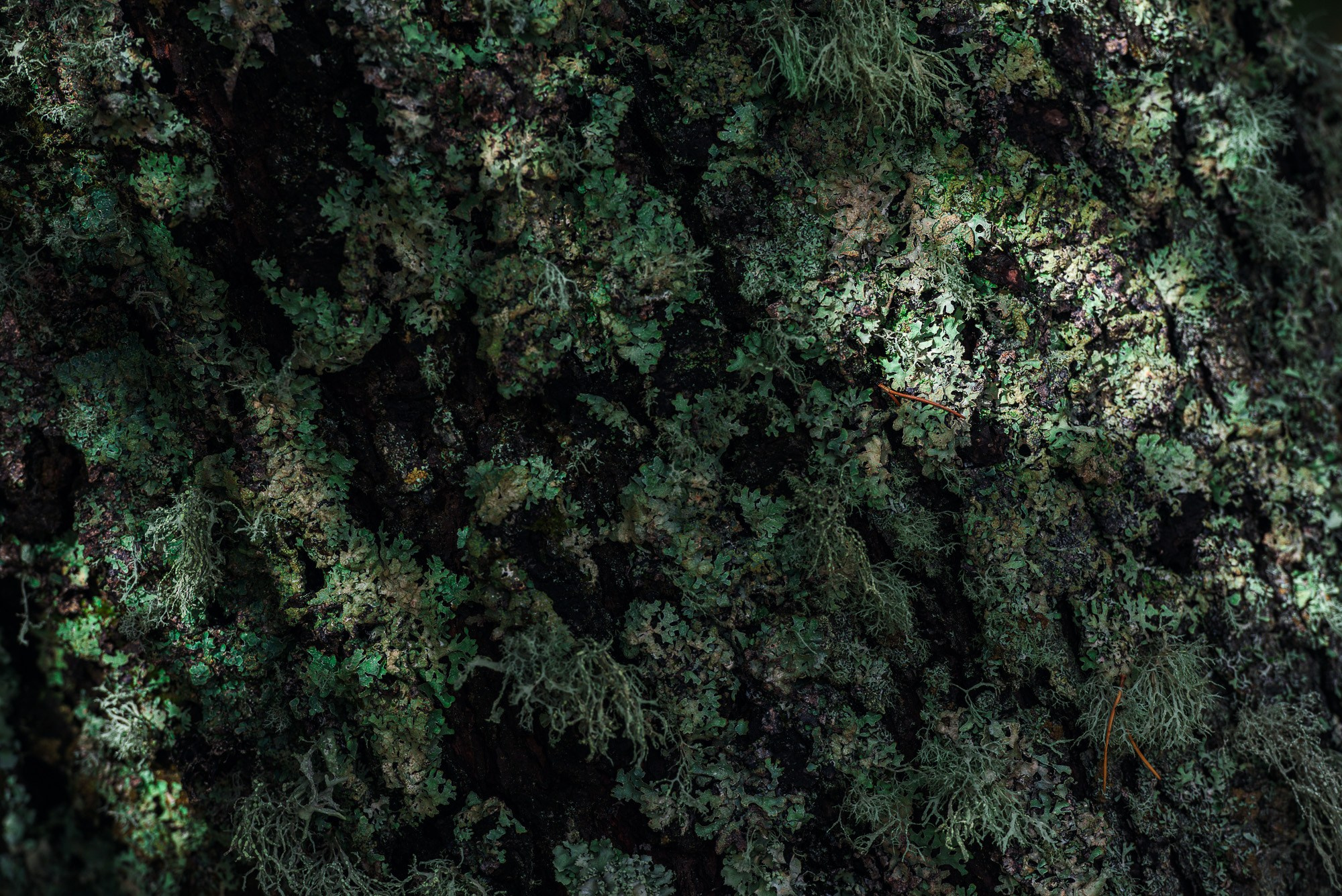 Остров Скай, Шотландия — арт-фотографии и магические пейзажи Isle of Skye | Talulla