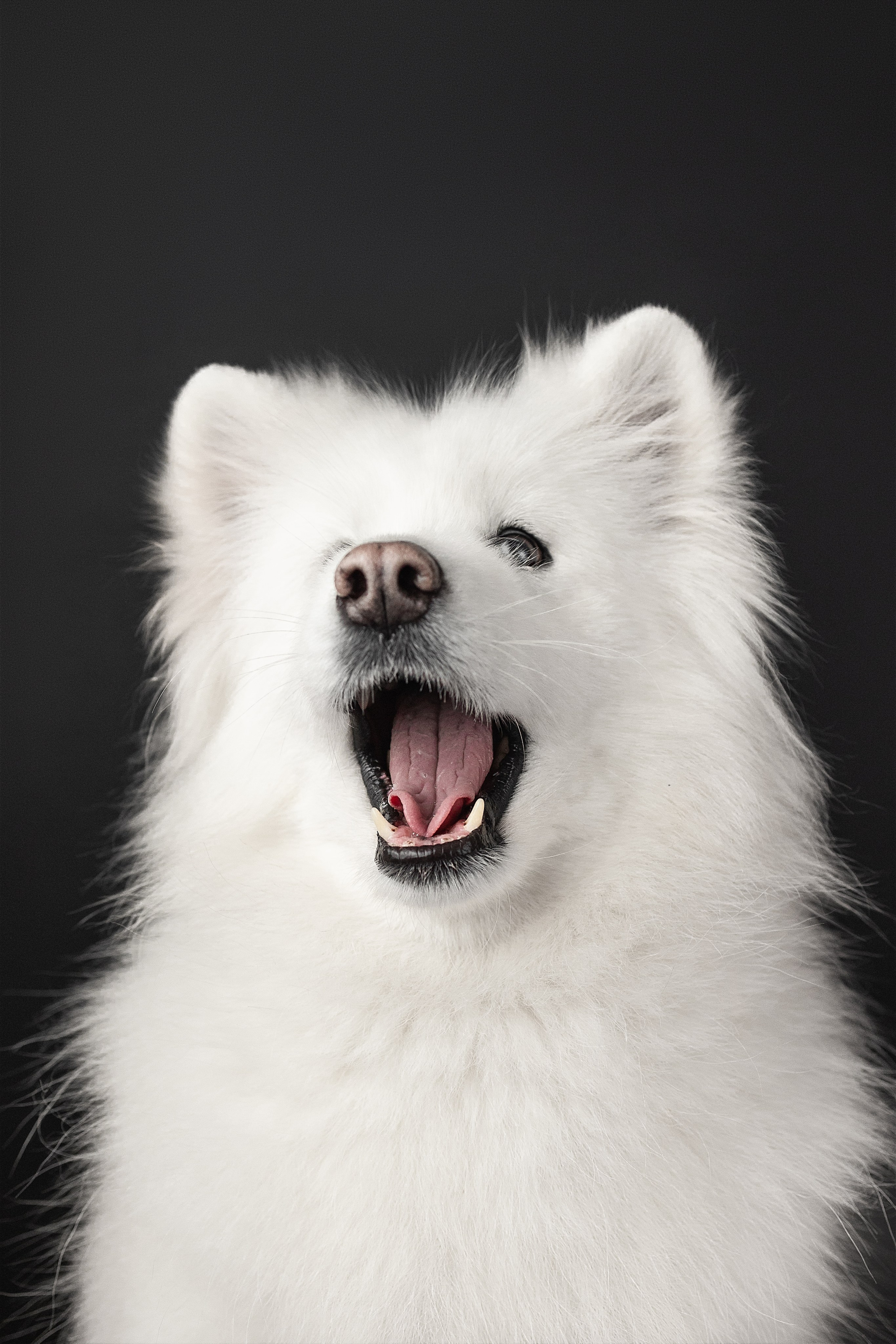 Студия, летающие вкусняшки. Фотограф анималист в Москве Майорова Евгения