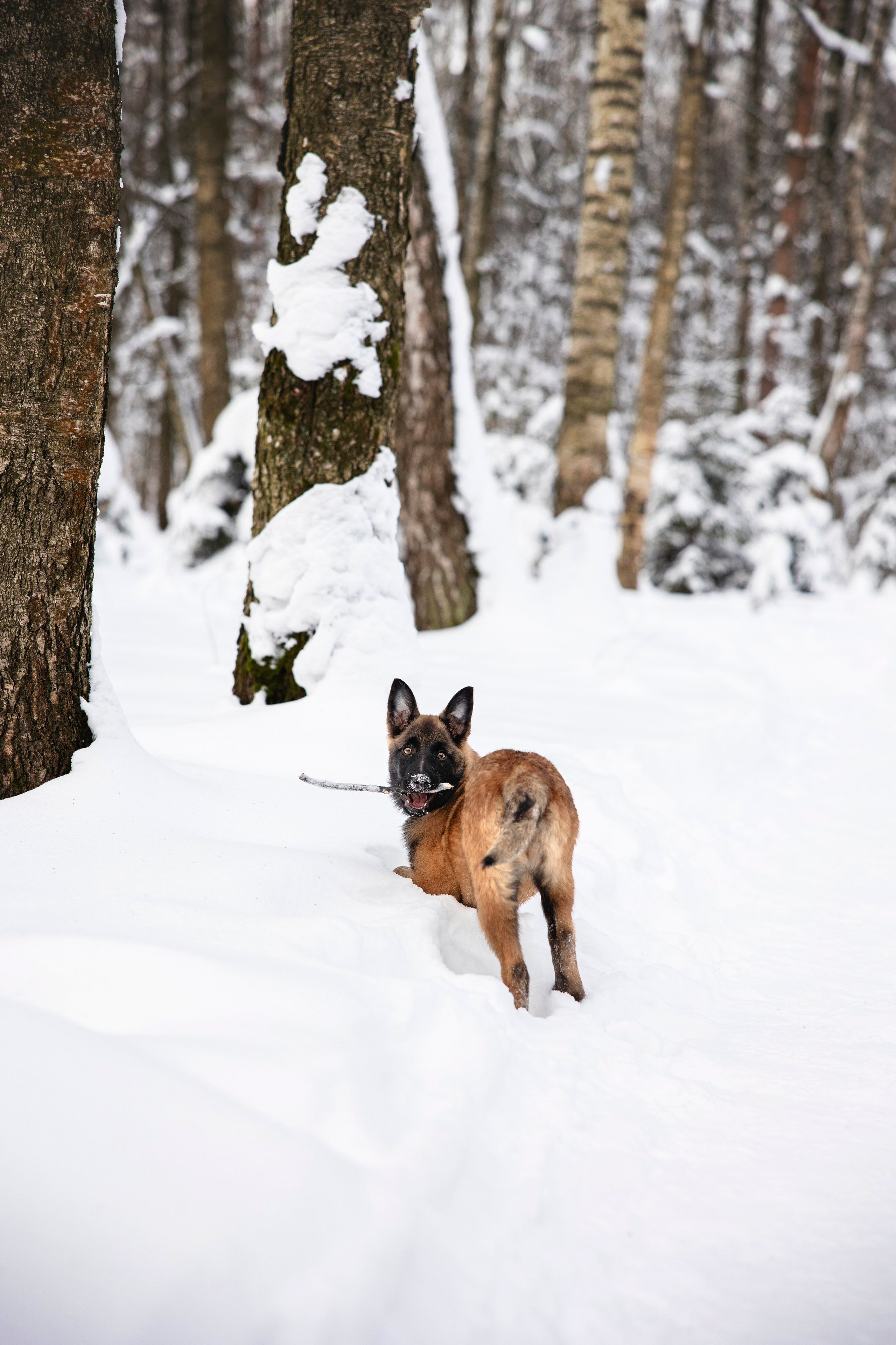 Бэлла и Панда. Анастасия Белаш