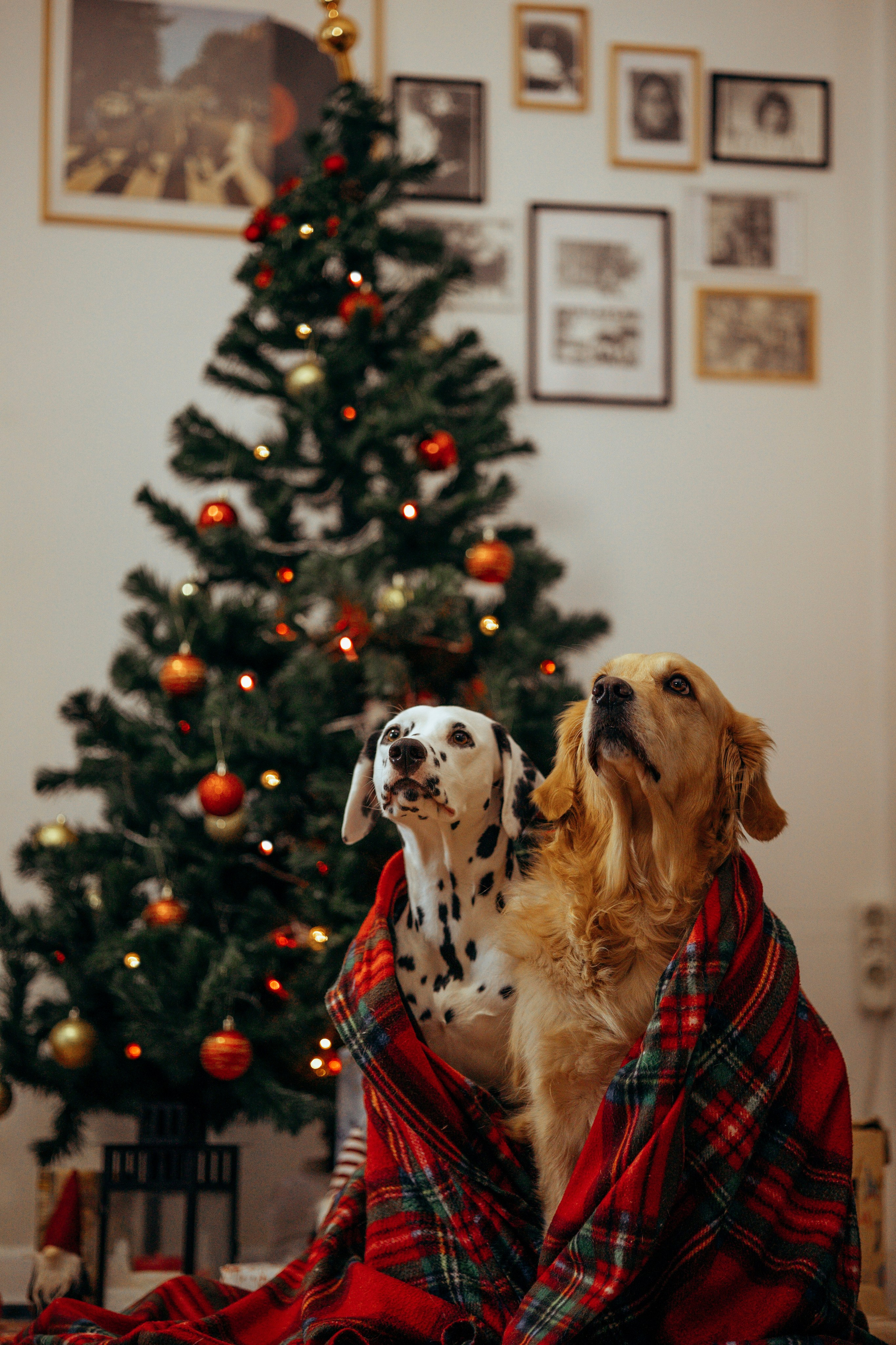 Новогодняя съемка с собакой. Анастасия Белаш