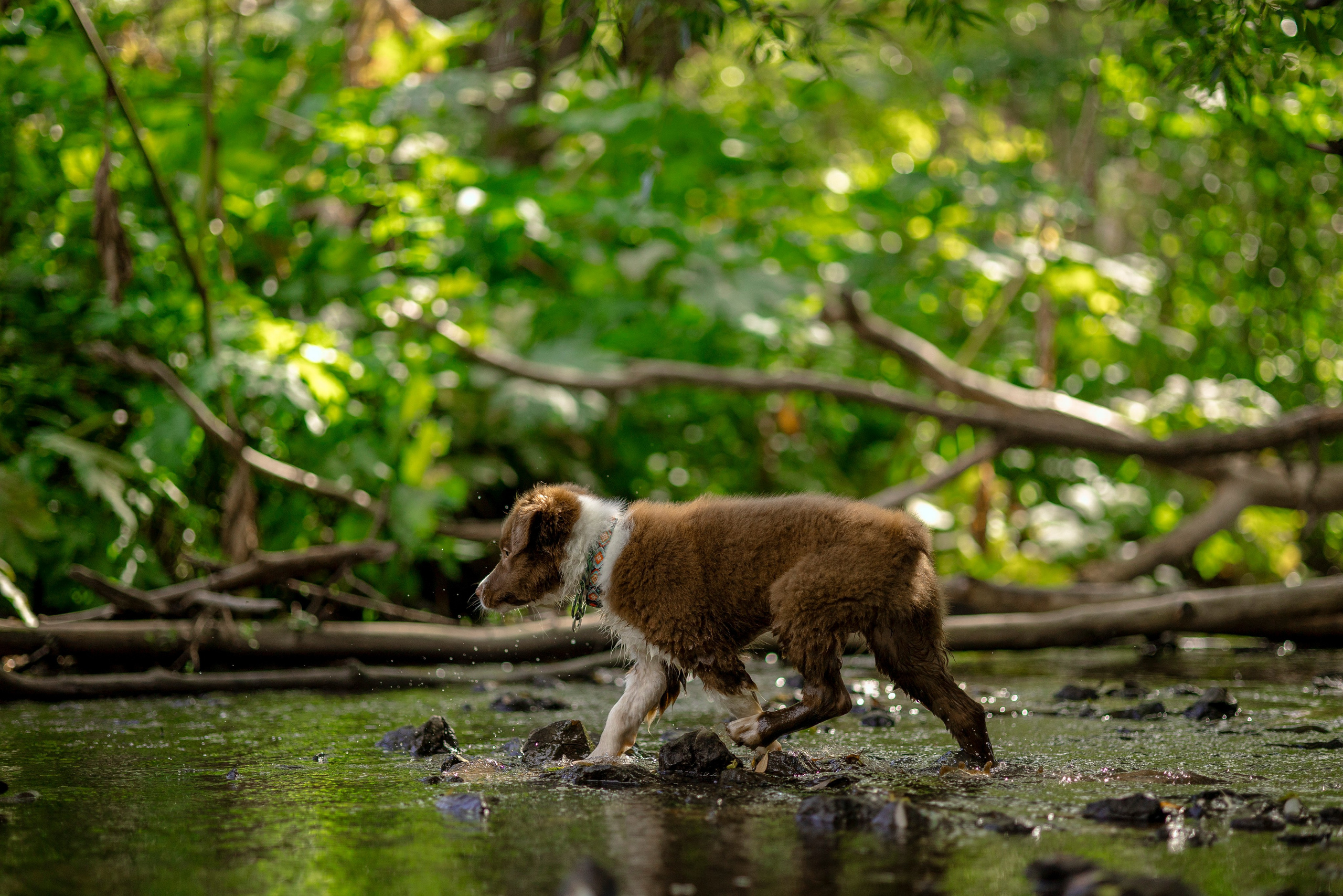 Съемка щенка. Анастасия Белаш
