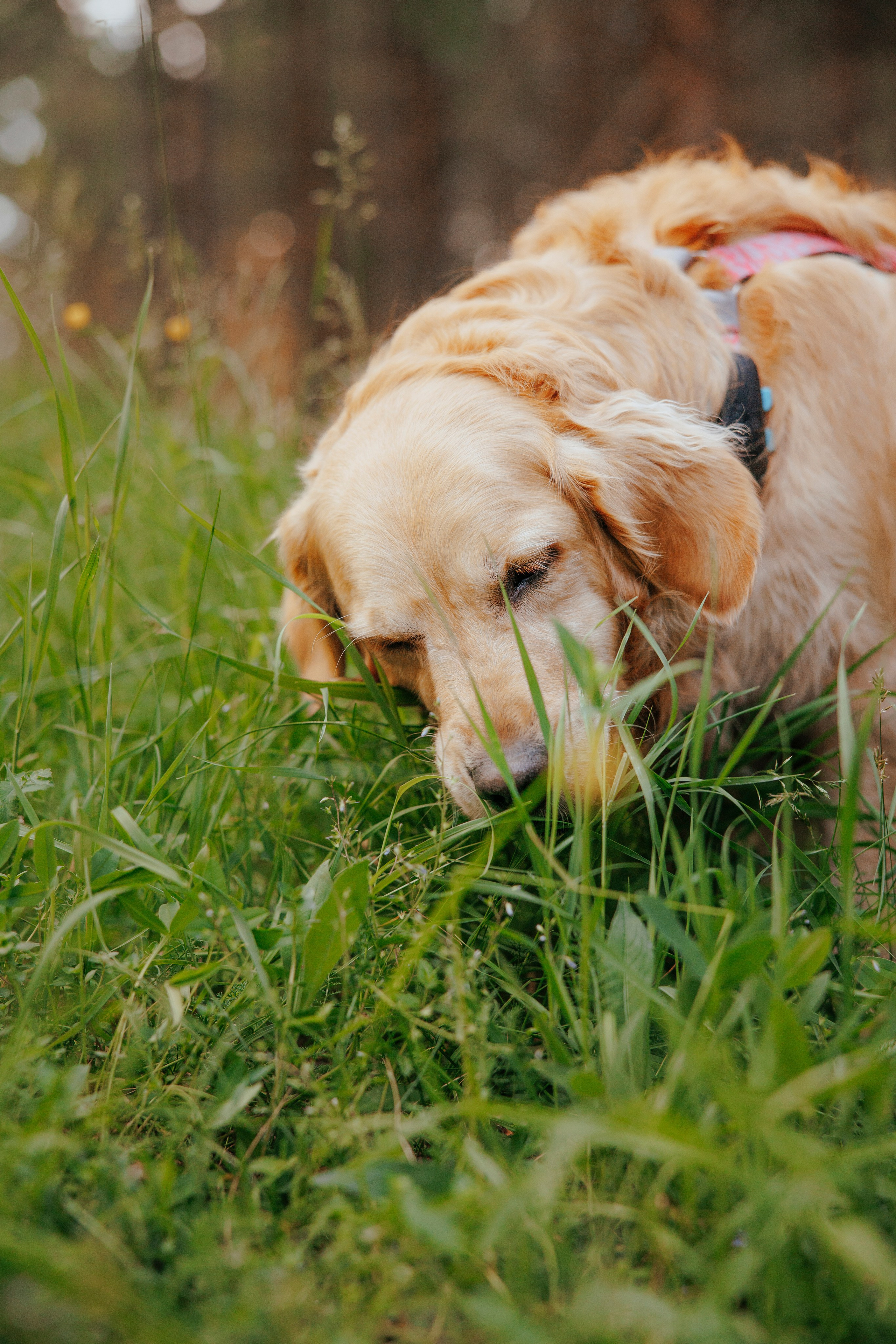 Съемка с собакой. Анастасия Белаш