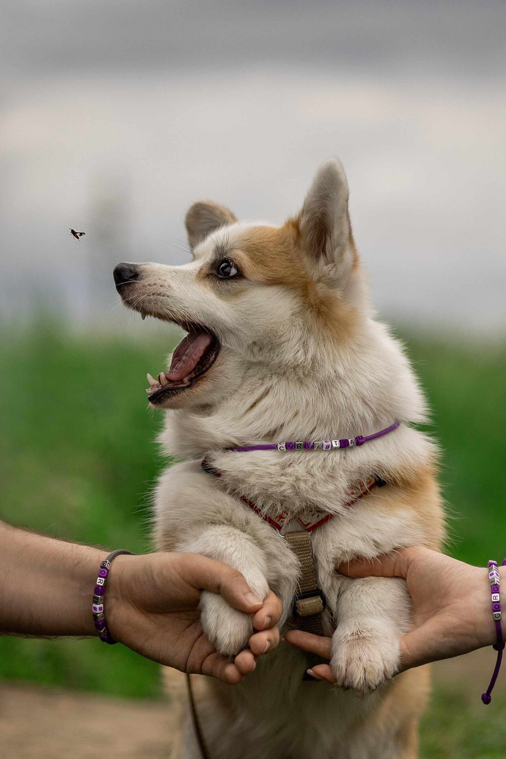 Съемка с собакой. Анастасия Белаш