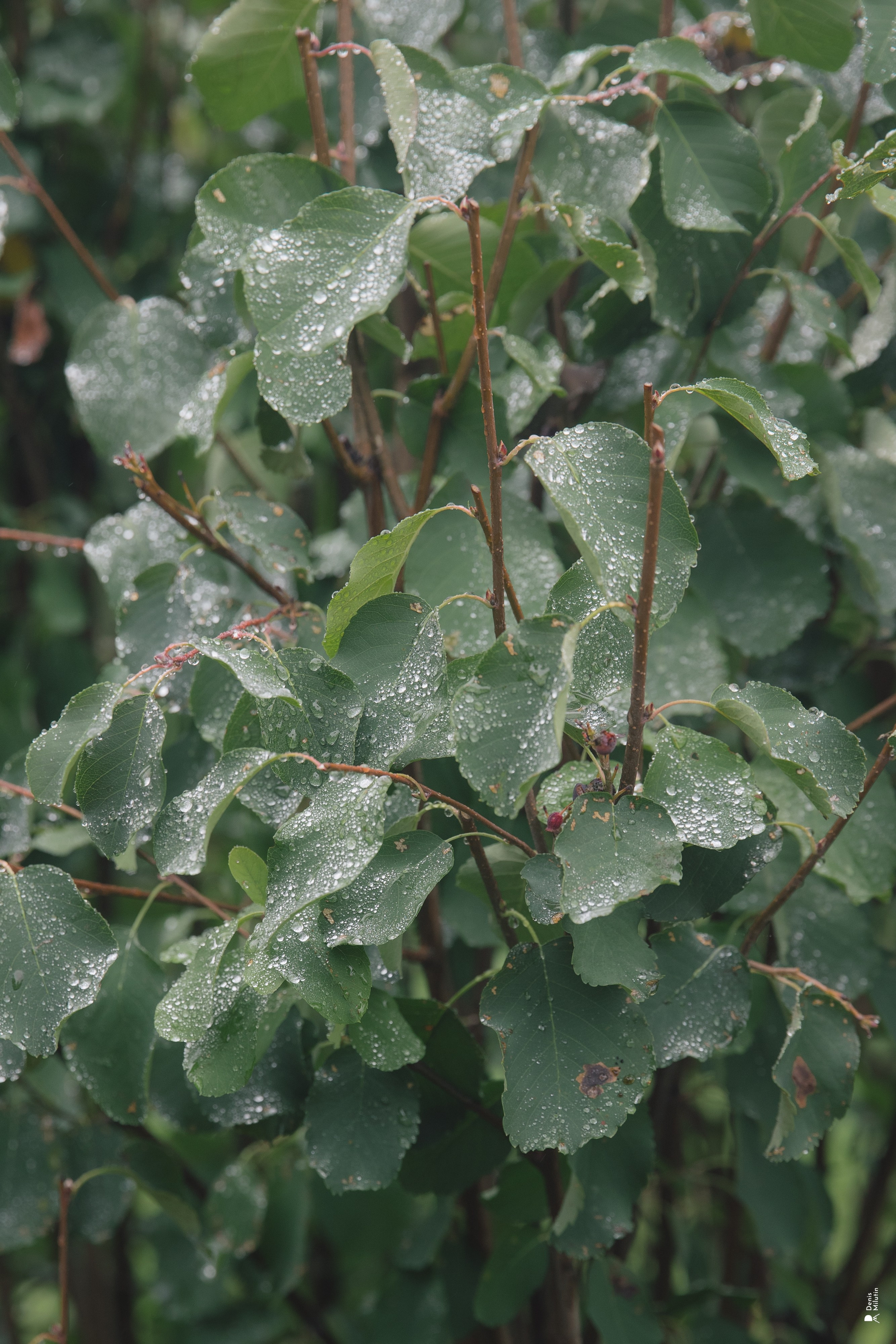 Женский Митрофаниевский скит Важеозерского мужского монастыря. Портретный фотограф Денис Милютин