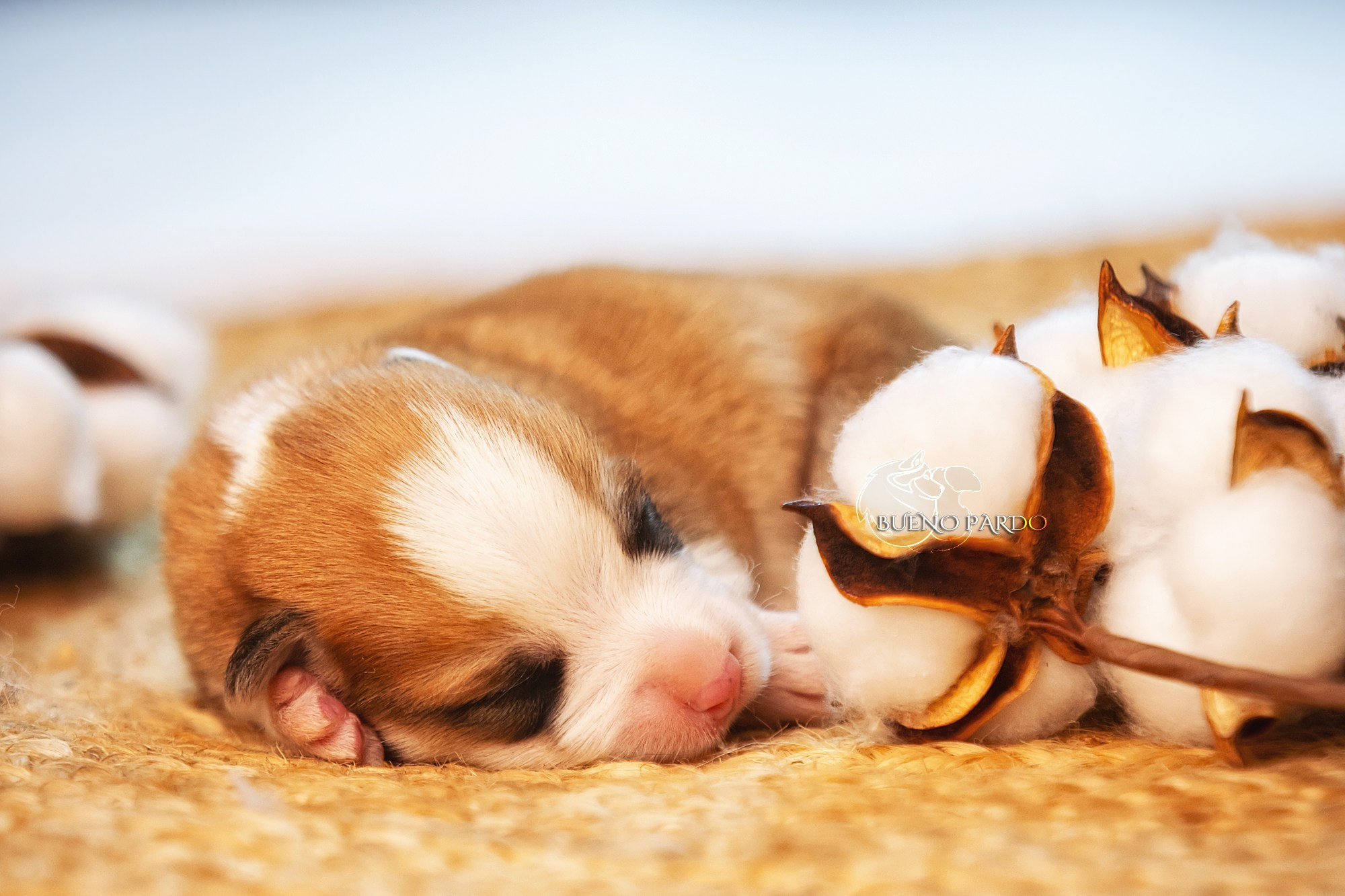 Щенки вельш корги пемброк из питомника. Питомник собак Акита, Хаски, Корги