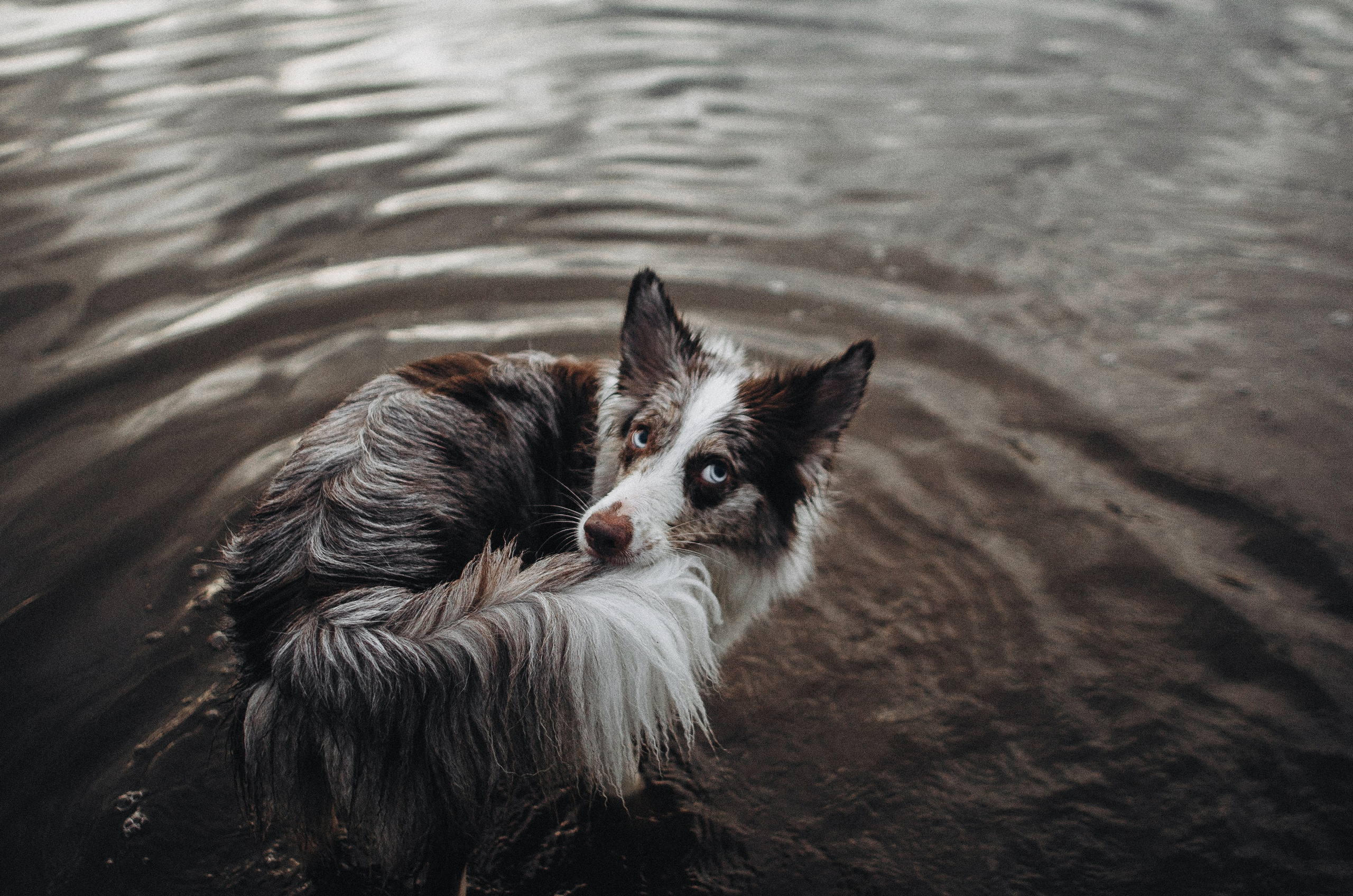 Алина и Бруна. Фотограф-анималист Богданова Полина