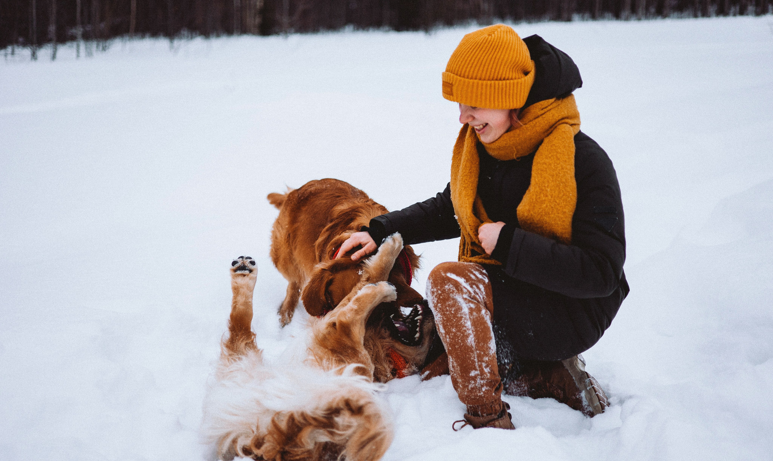 Саша, Юля, Грэй и Джой. Фотограф-анималист Богданова Полина