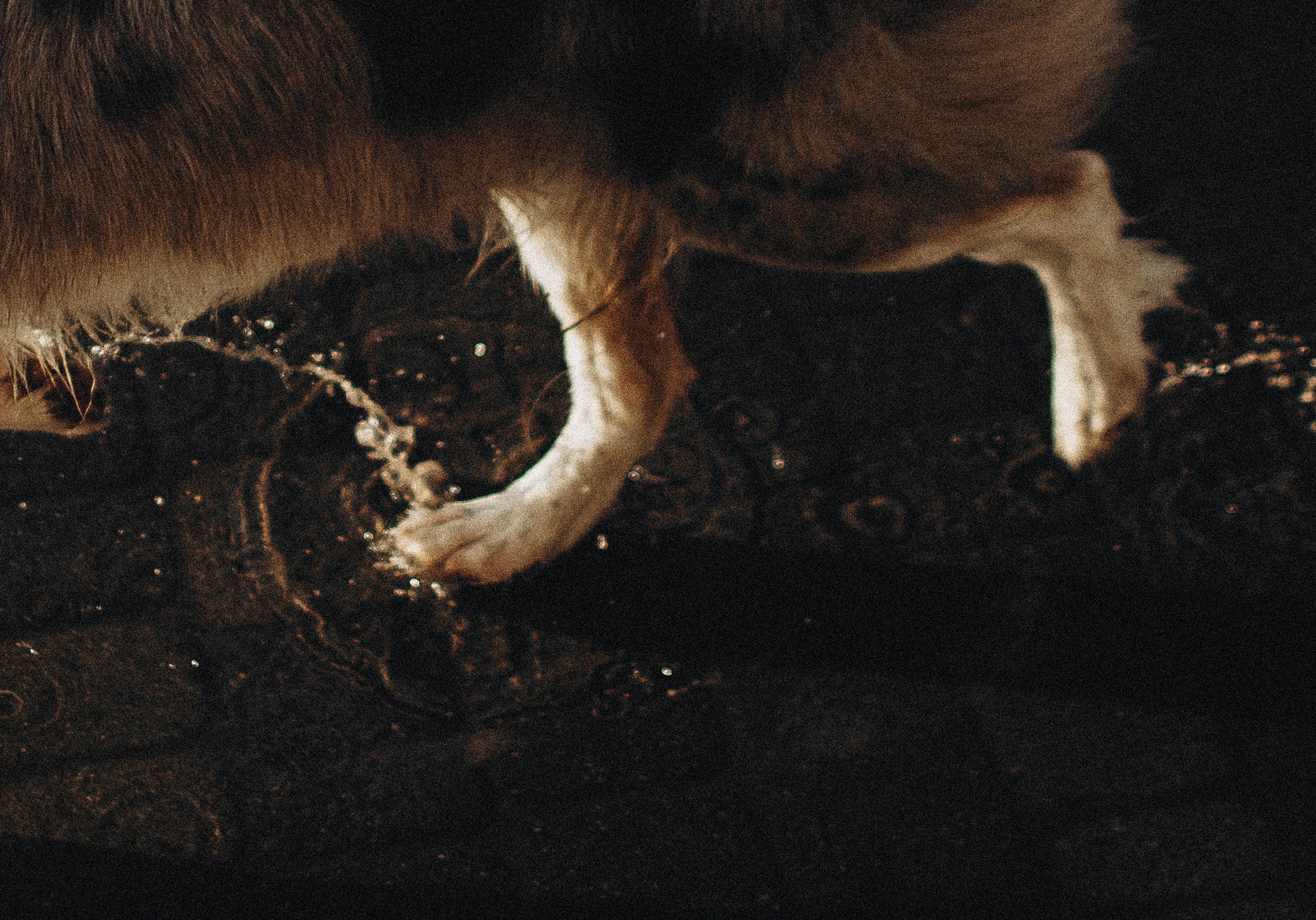 Алина и Бруна. Фотограф-анималист Богданова Полина