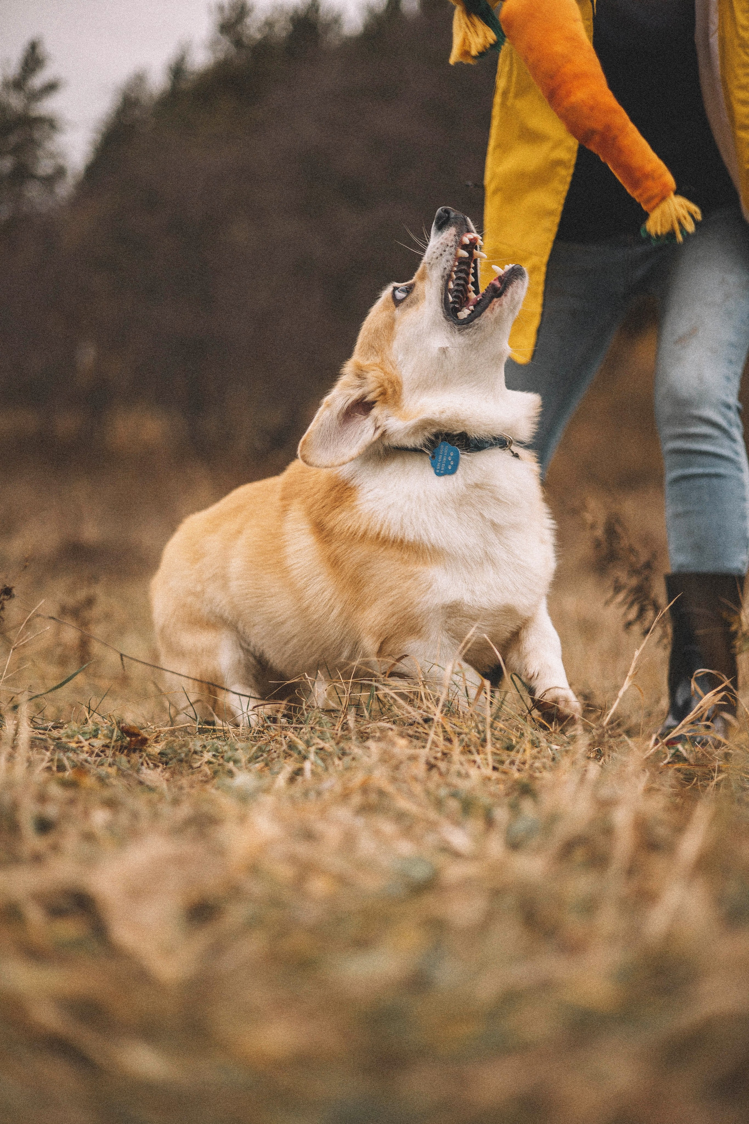 Юля и барри. Фотограф-анималист Богданова Полина