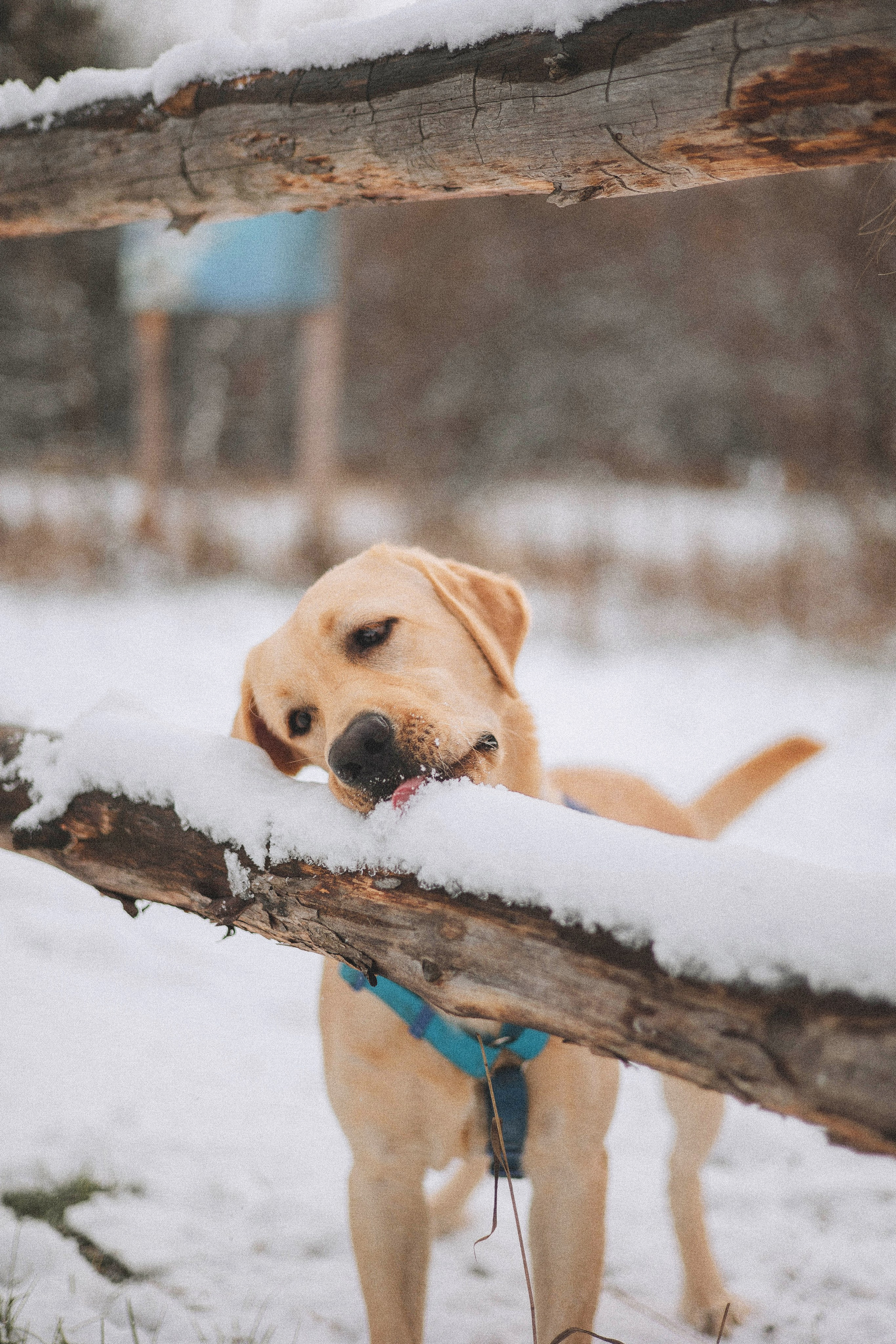 Маргарита и Варди. Фотограф-анималист Богданова Полина