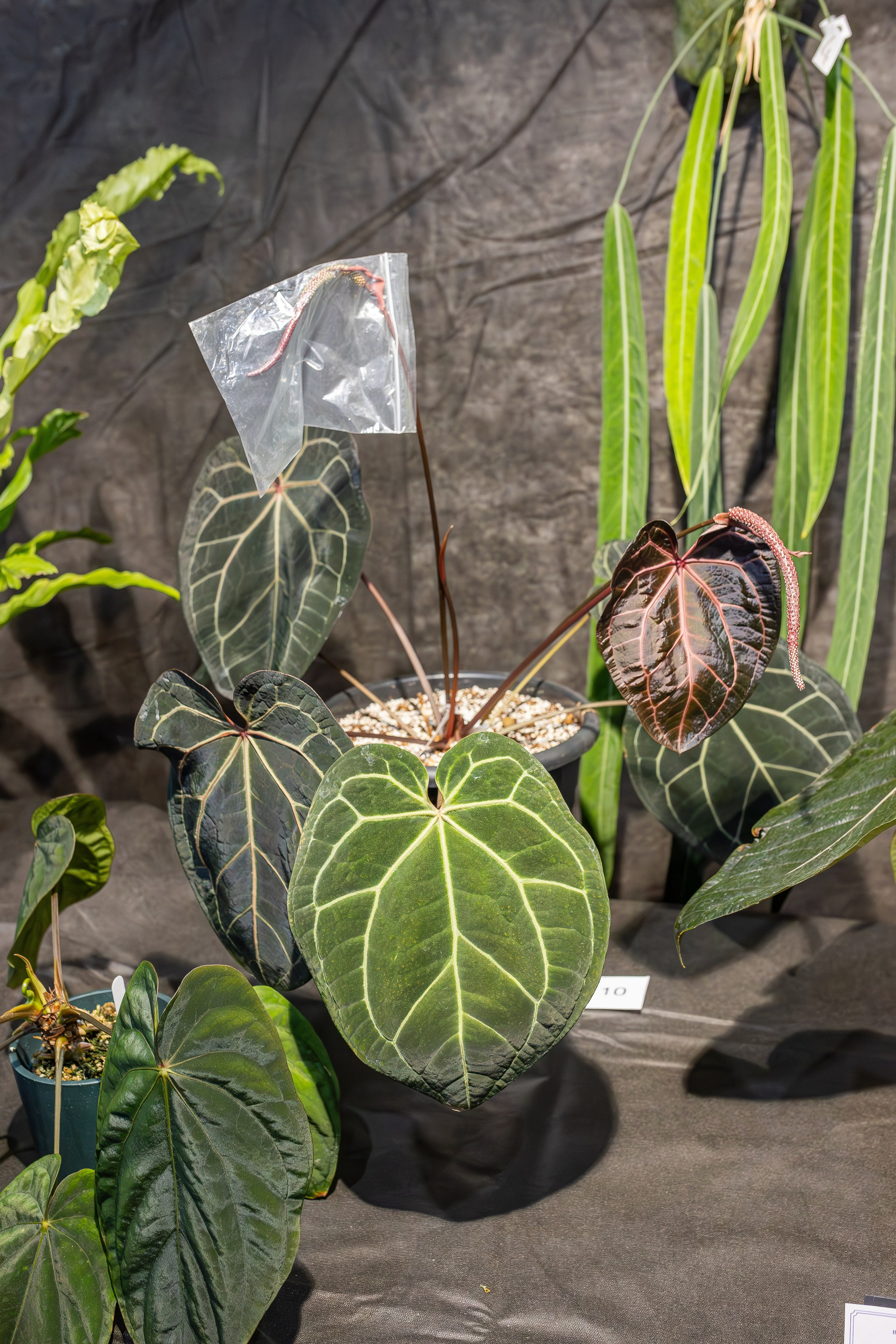 Монстериум апрель 2026. Александра Куликова фотограф, Москва