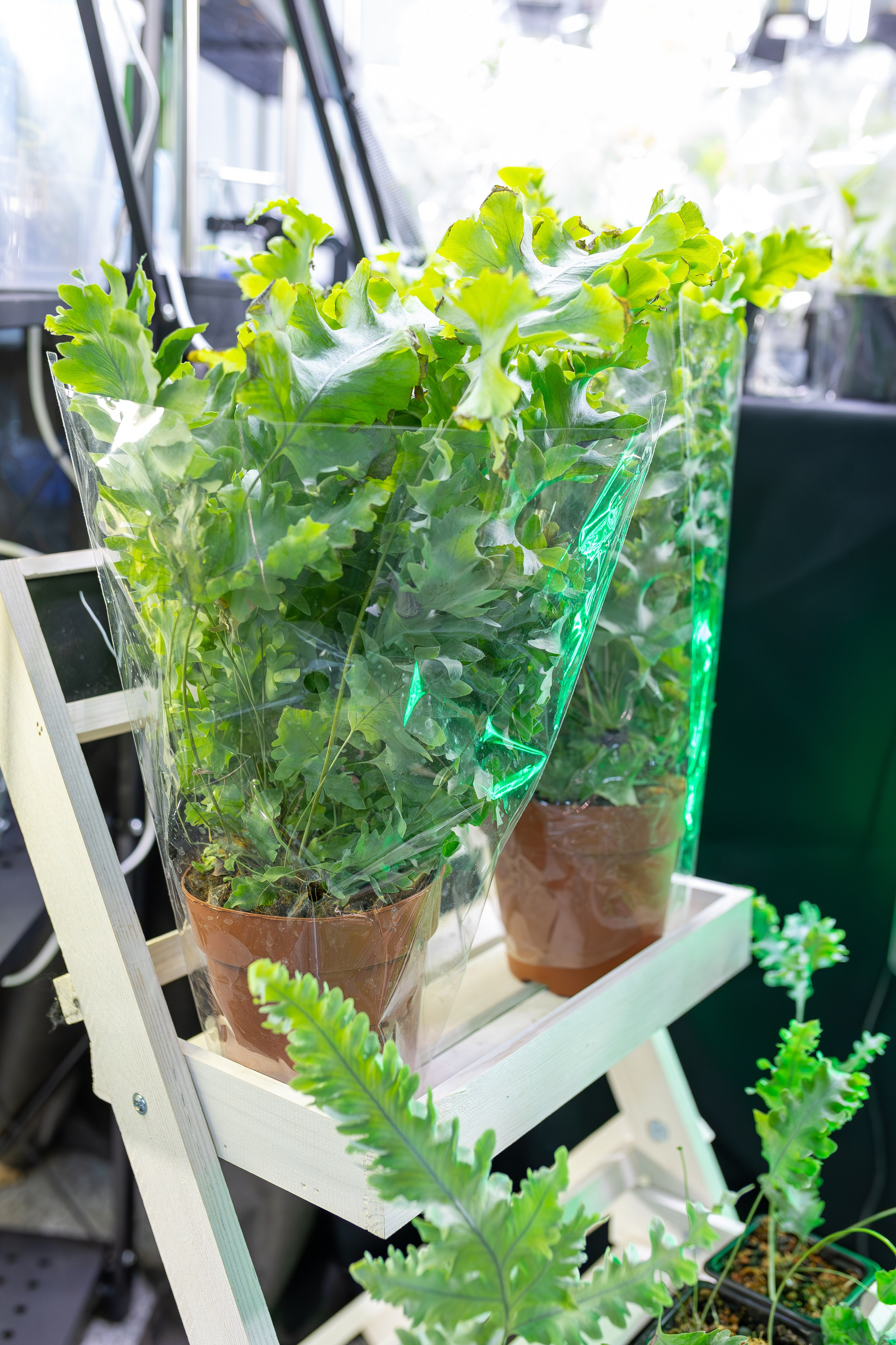 Орхидиум 12.2025. Александра Куликова фотограф, Москва