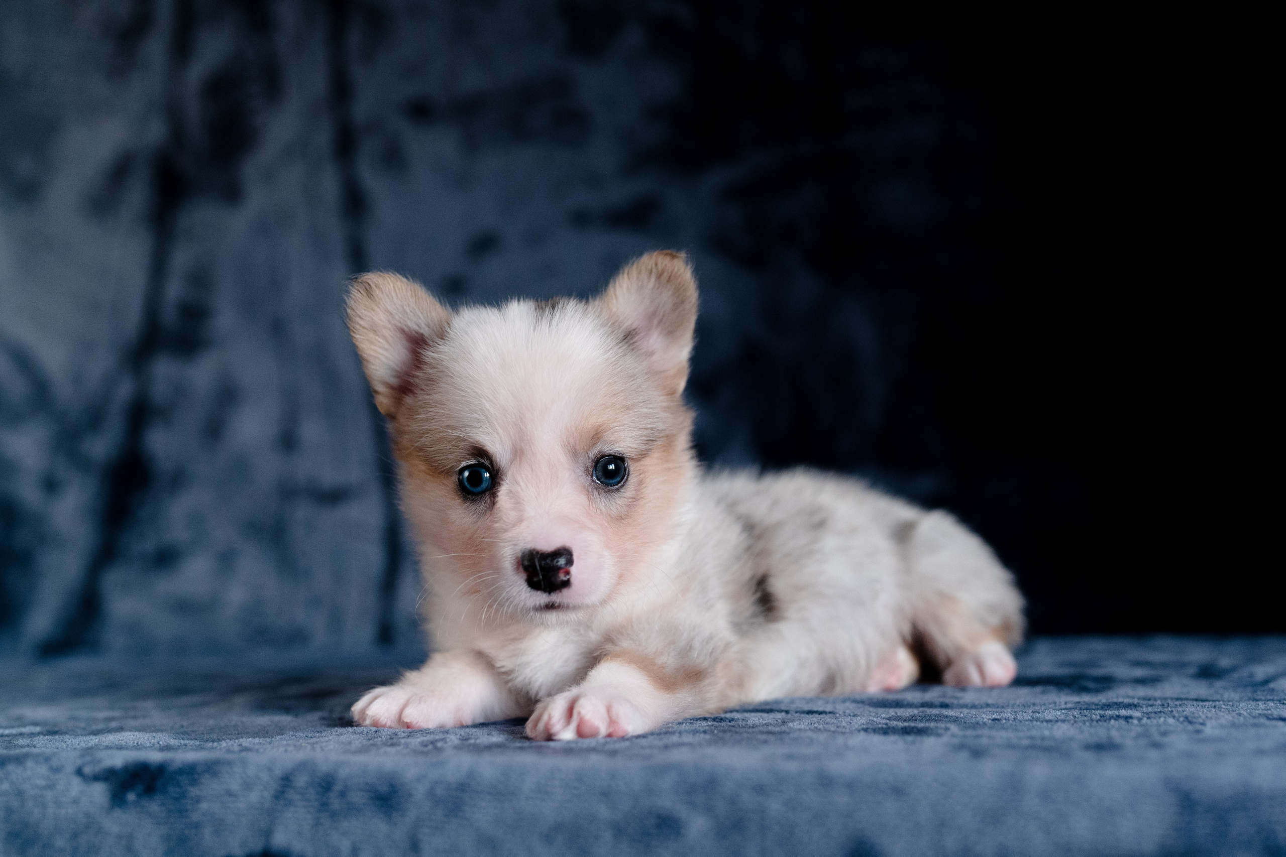 Вельш-корги-пемброк. Фотограф анималист в Москве Ольга Агушева