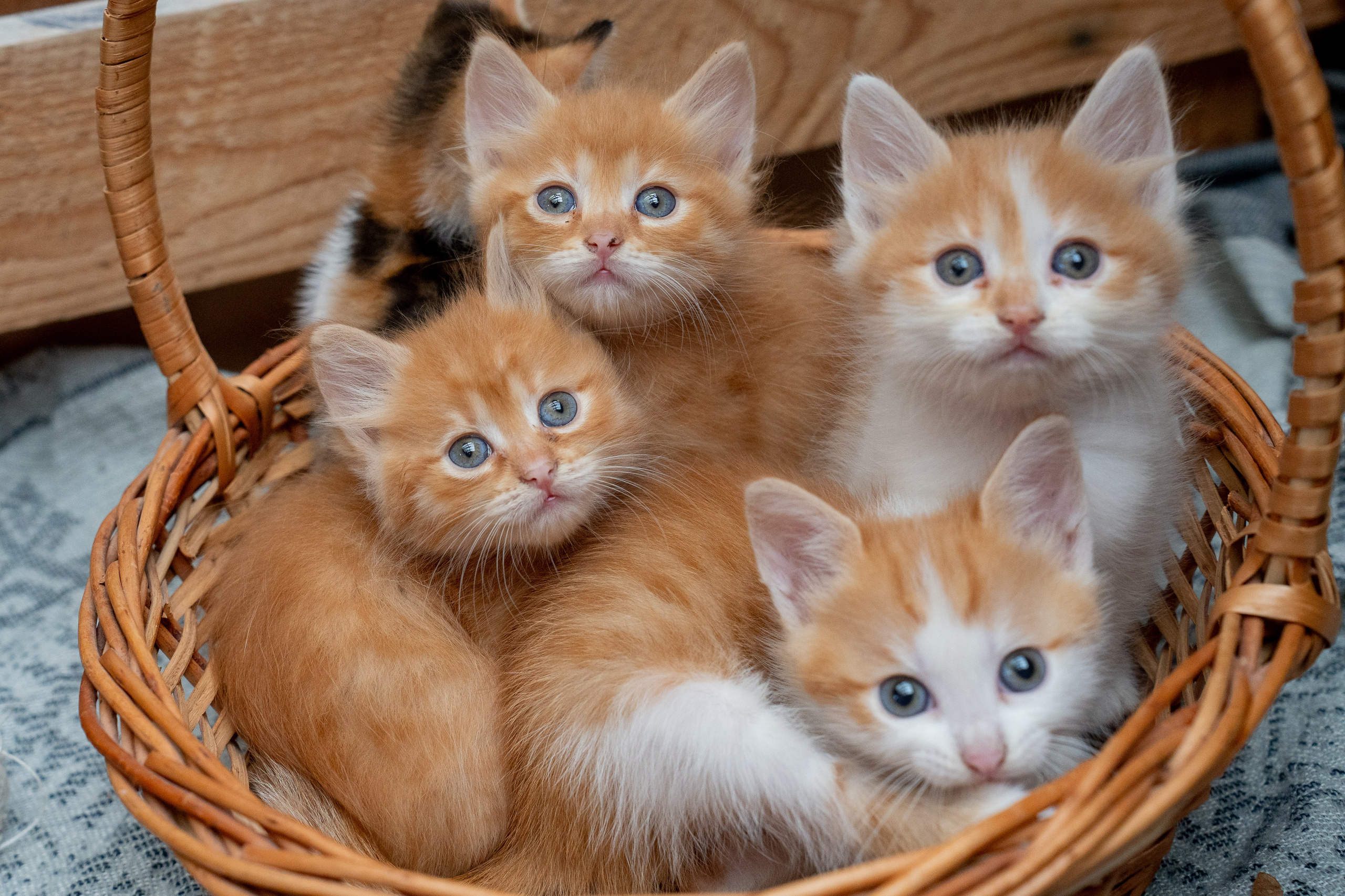 Анимализм. Портретный фотограф Олеся Владимирова в Москве