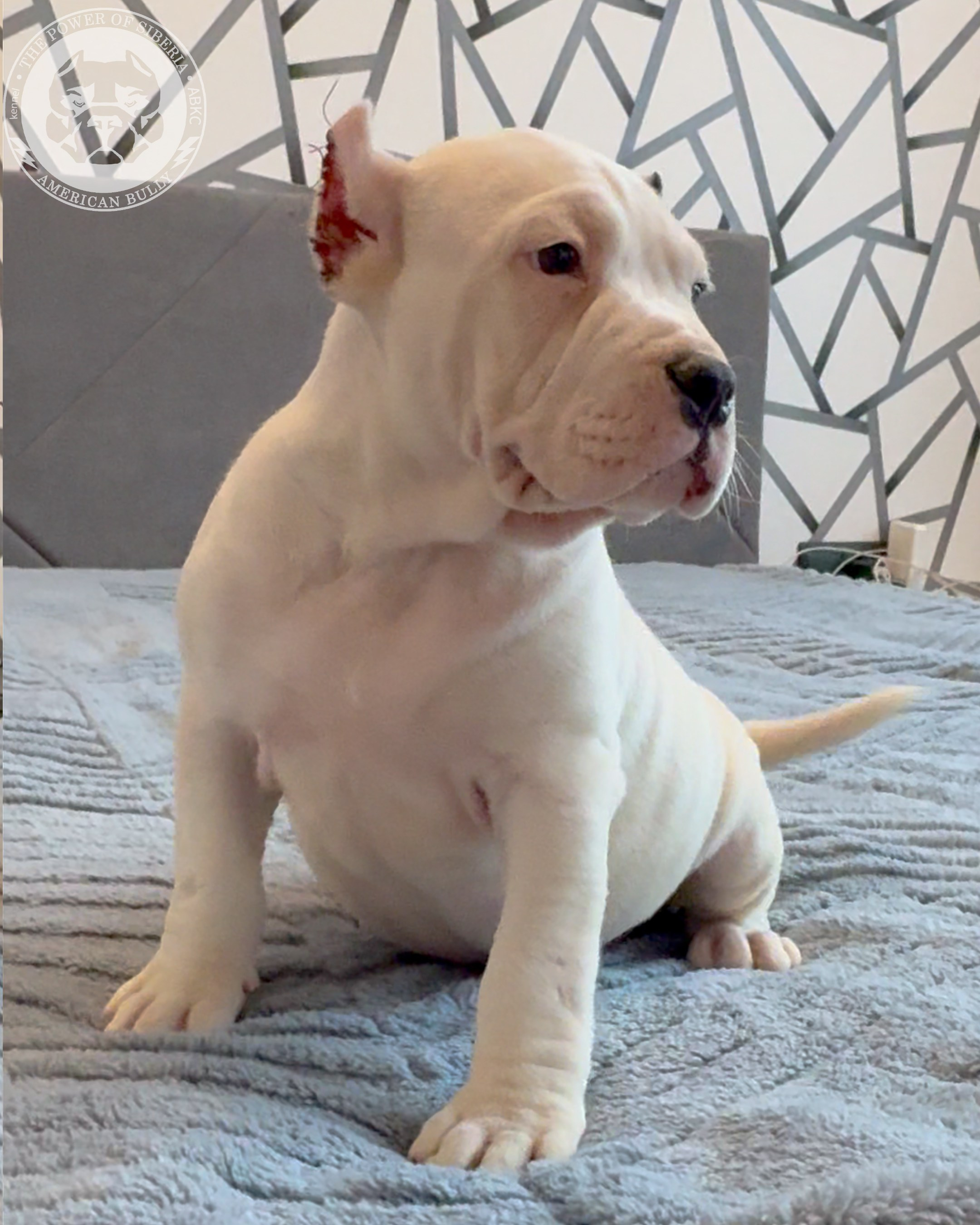 20.01.26-Рокси-Арчи. Американский Булли в г. Ростов-на-Дону. Питомник THE POWER OF SIBERIA