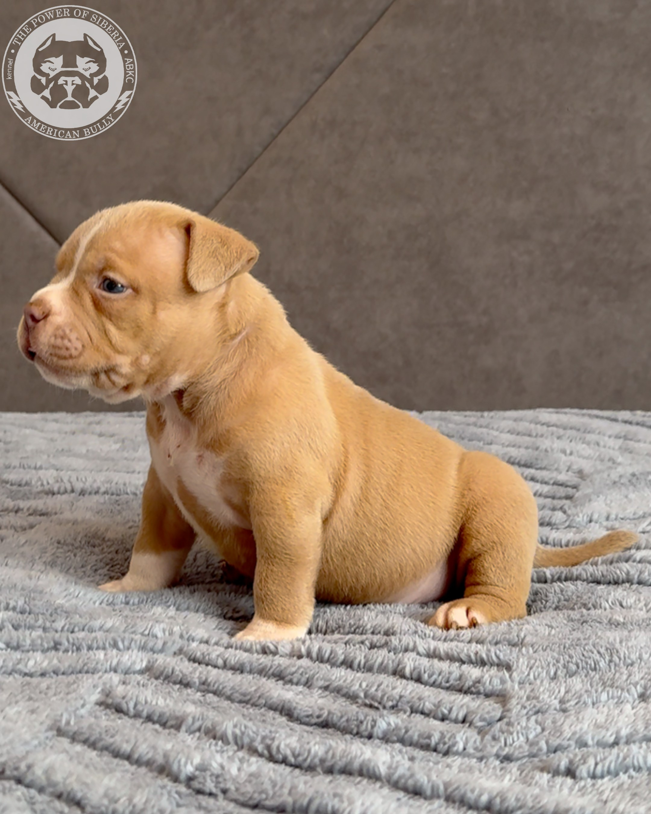 Свободные щенки Американский Булли, в типах покет, классик, стандарт. Американский Булли в г. Ростов-на-Дону. Питомник THE POWER OF SIBERIA