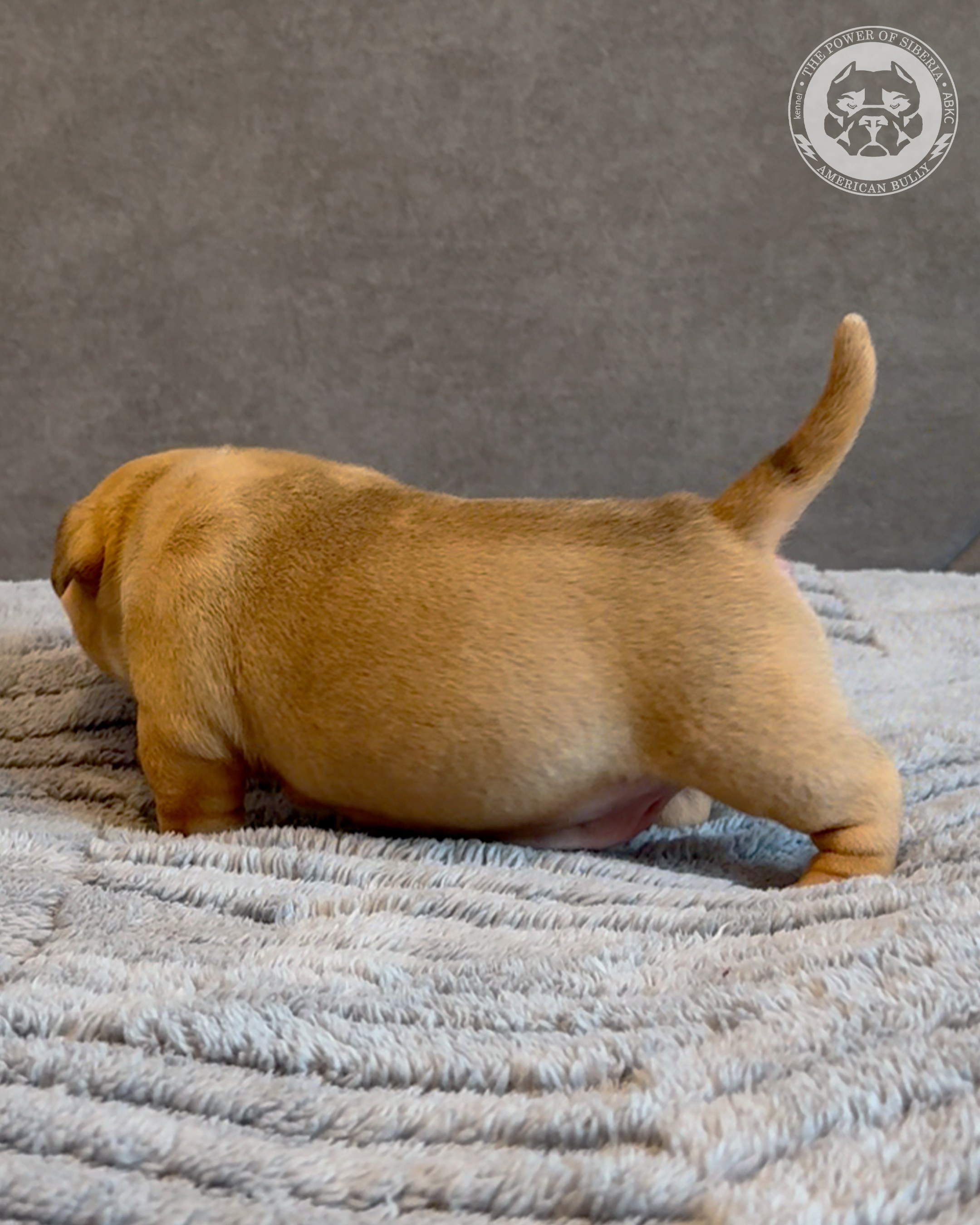 Свободные щенки Американский Булли, в типах покет, классик, стандарт. Американский Булли в г. Ростов-на-Дону. Питомник THE POWER OF SIBERIA