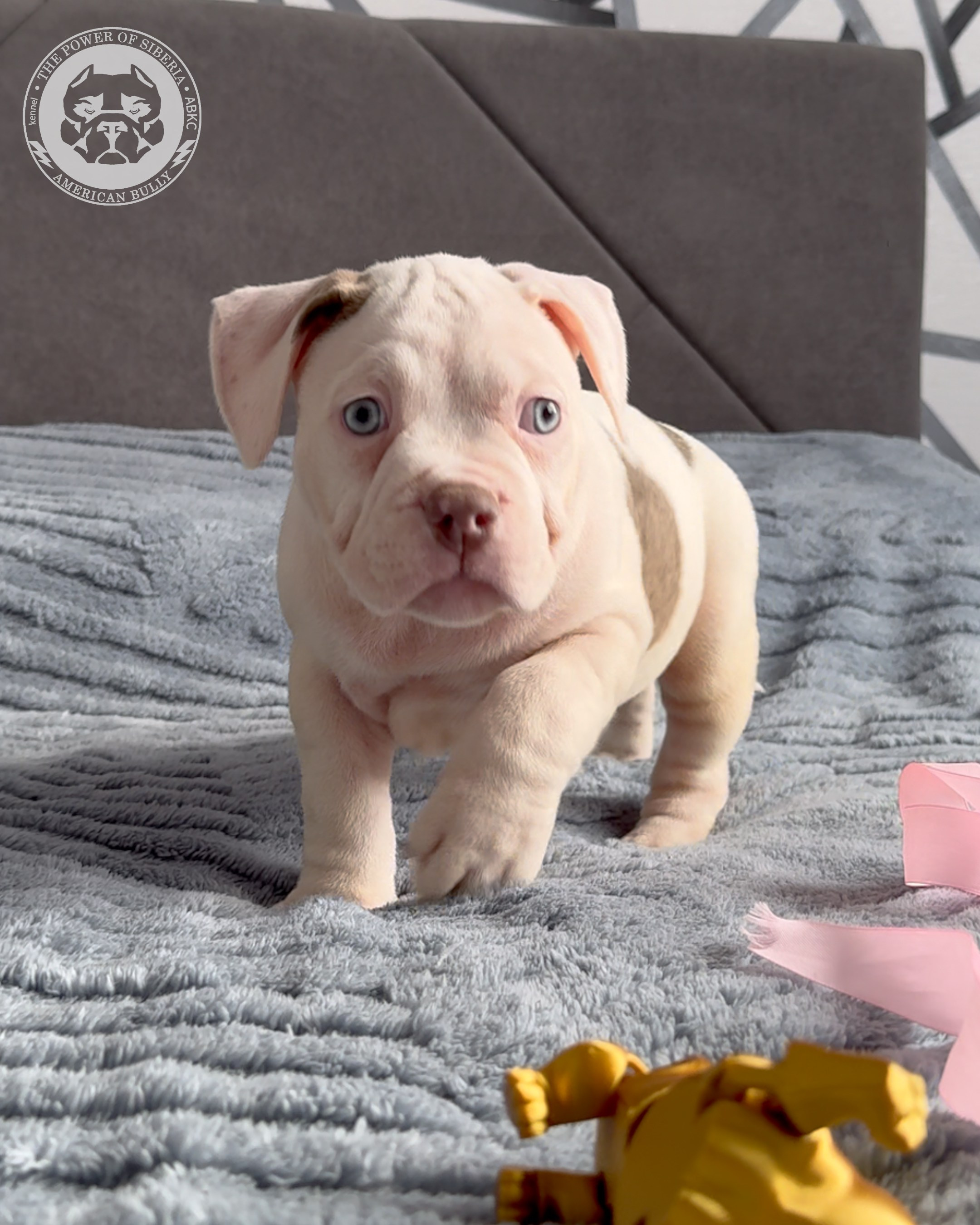 Свободные щенки Американский Булли, в типах покет, классик, стандарт. Американский Булли в г. Ростов-на-Дону. Питомник THE POWER OF SIBERIA