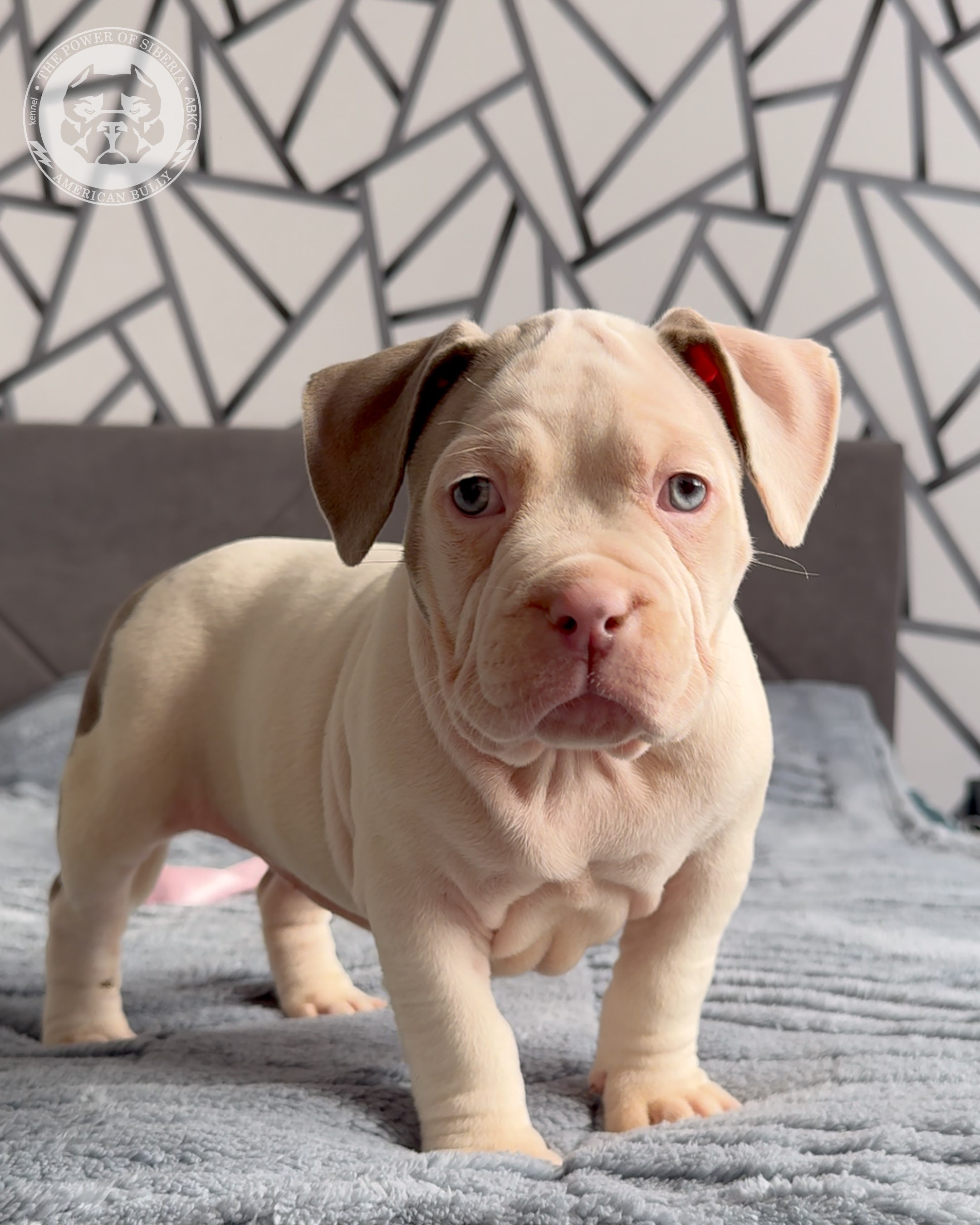 Свободные щенки Американский Булли, в типах покет, классик, стандарт. Американский Булли в г. Ростов-на-Дону. Питомник THE POWER OF SIBERIA