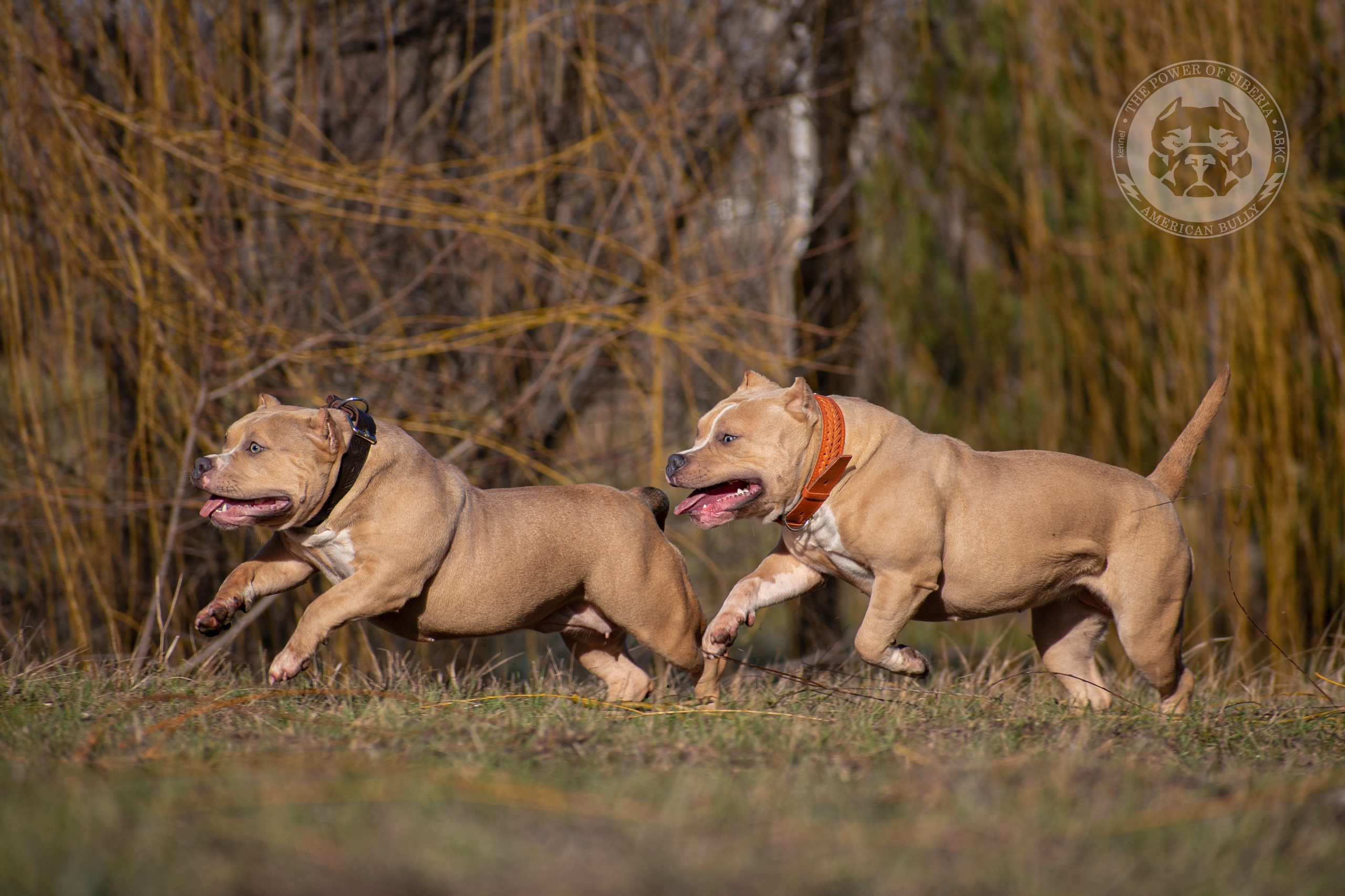 купить щенка American Bully на Алтае