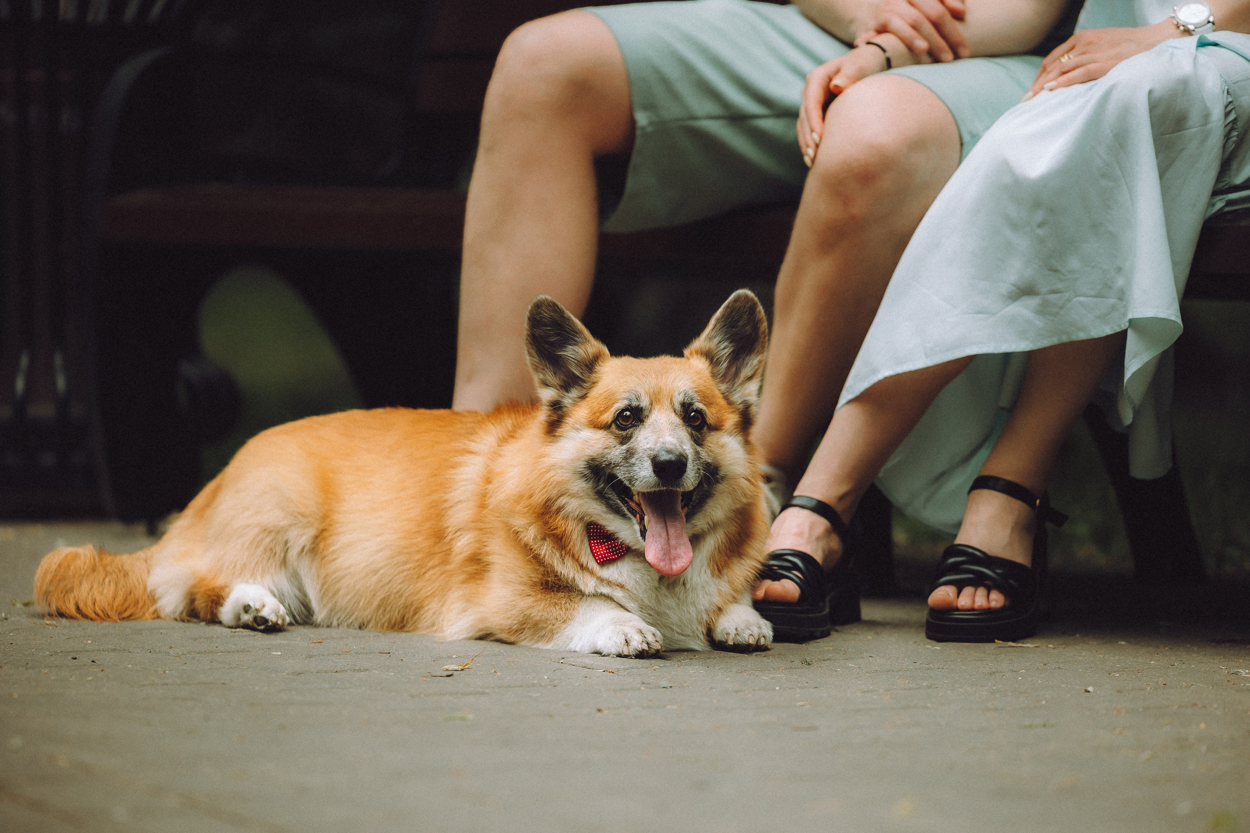 Ира, Леша и Харли
