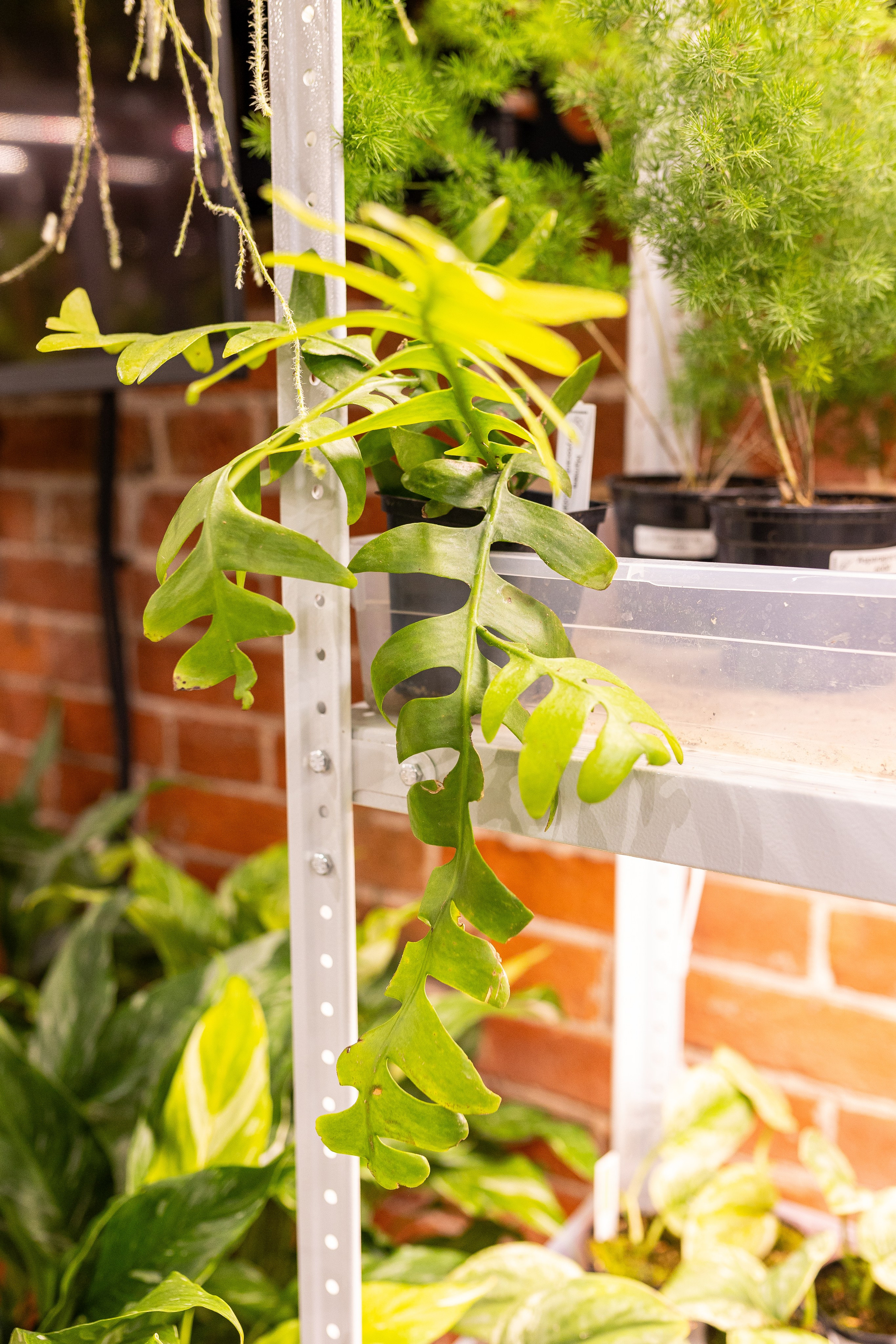 Green_Rare Ярмарка февраль 2025. Александра Куликова фотограф, Москва