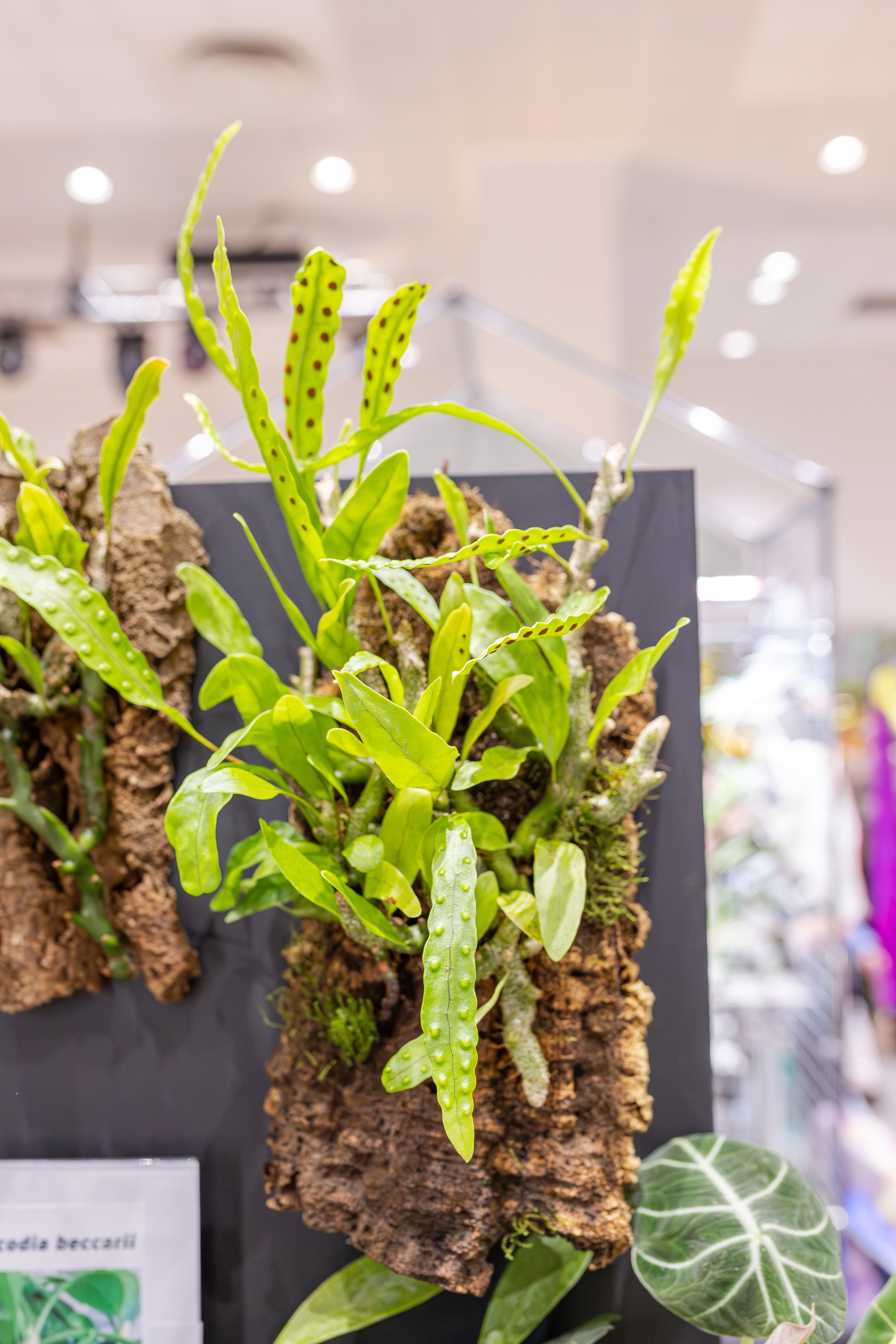 Монстериум апрель 2026. Александра Куликова фотограф, Москва