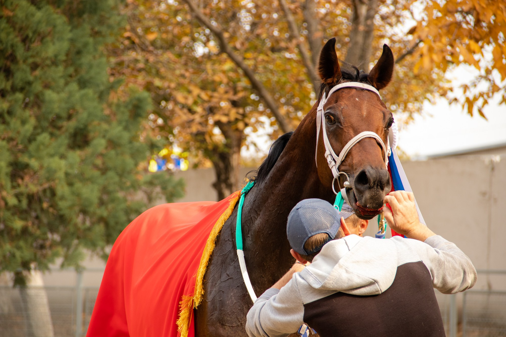 Закрытие скакового сезона на Краснодарском ипподроме. Репортажный, промышленный и маркетплейс-фотограф Дмитрий Чернат