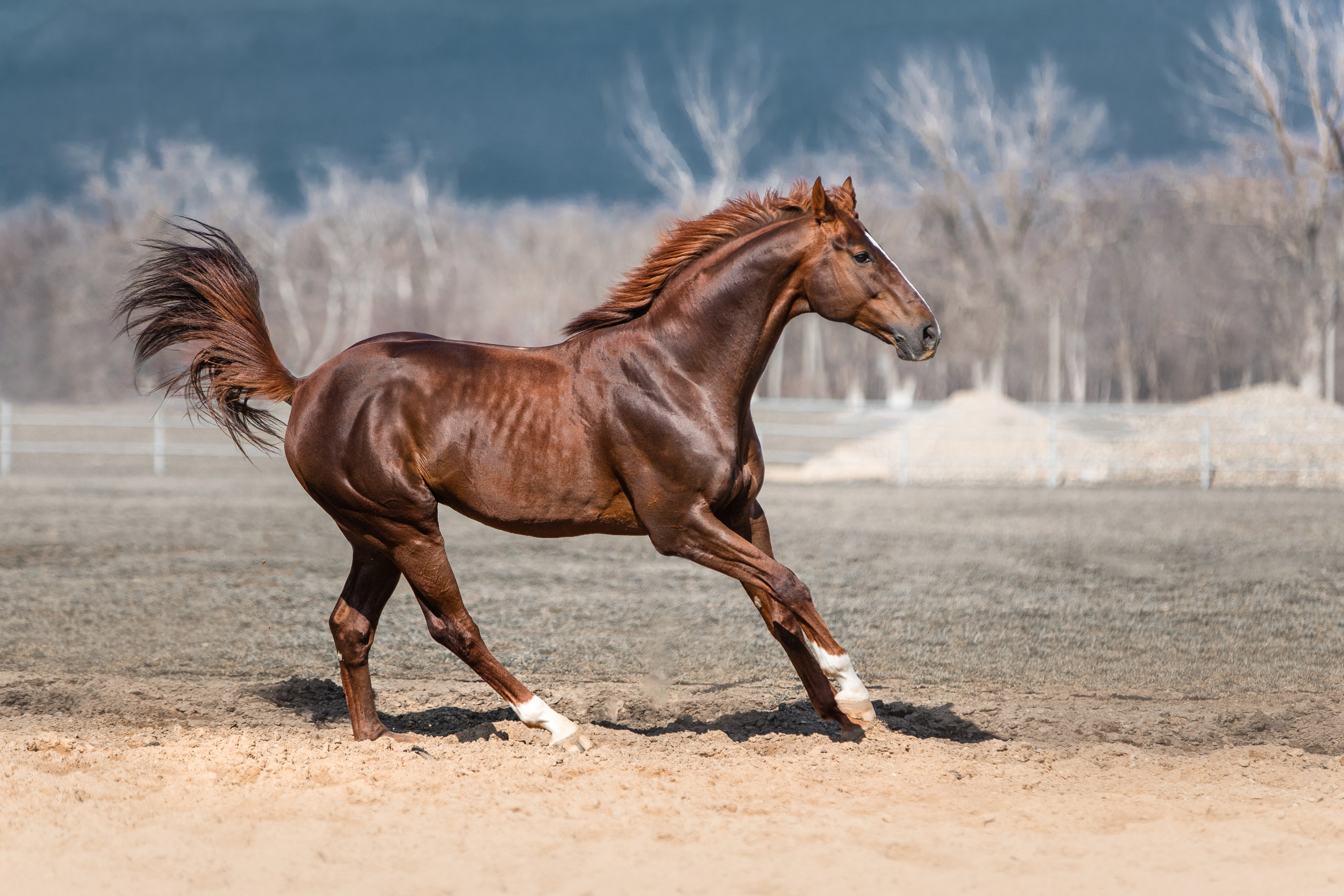В движении. Фотограф-анималист Ксендзова Кристина