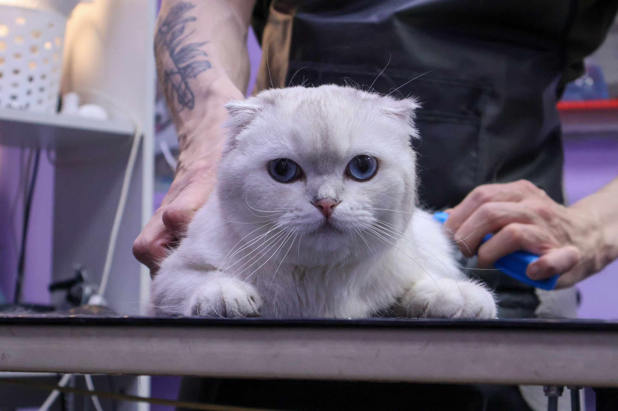 Усы, лапы, хвост. Фотограф ChelFedor