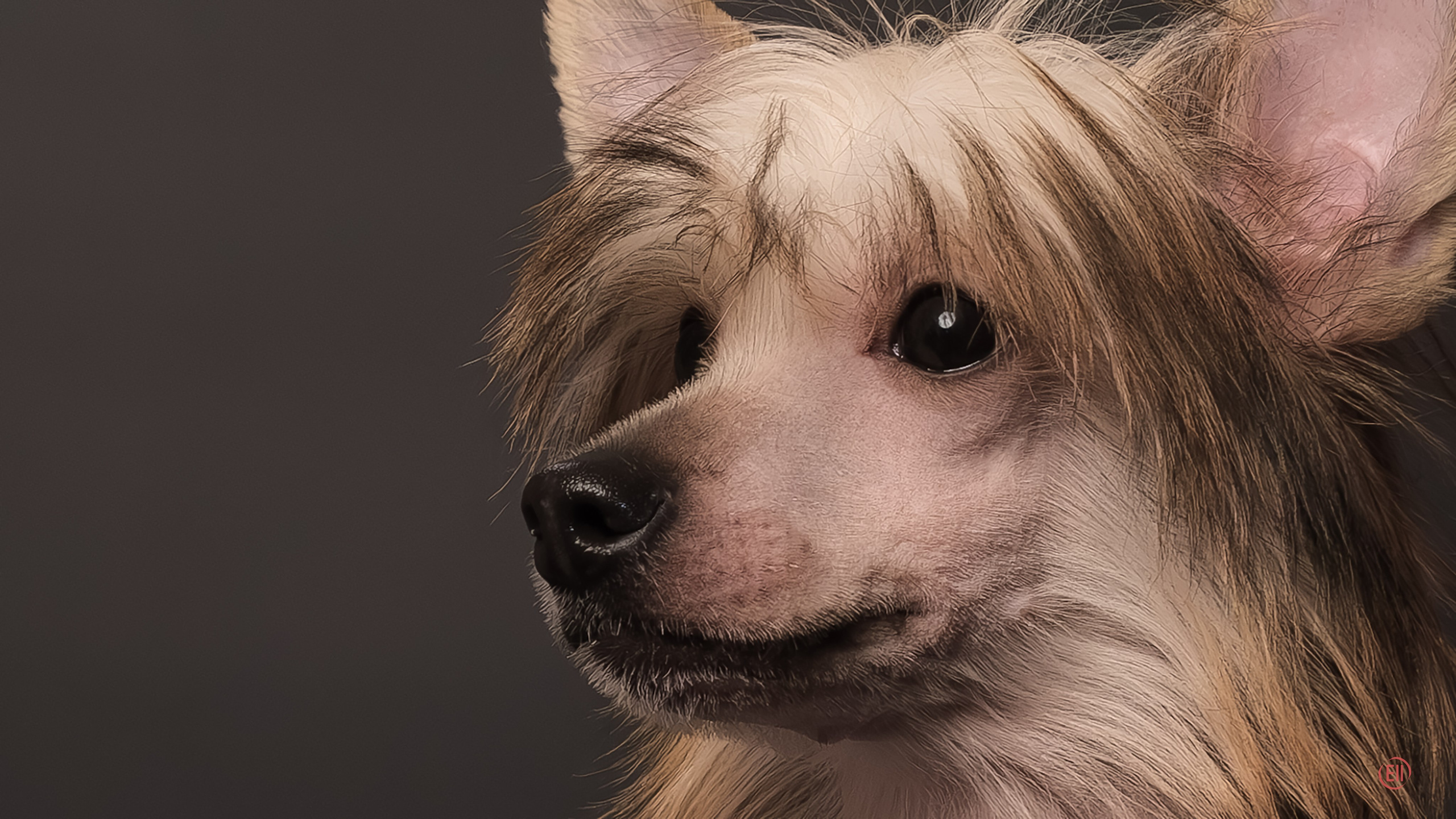 Друг человека. Фотограф в Москве