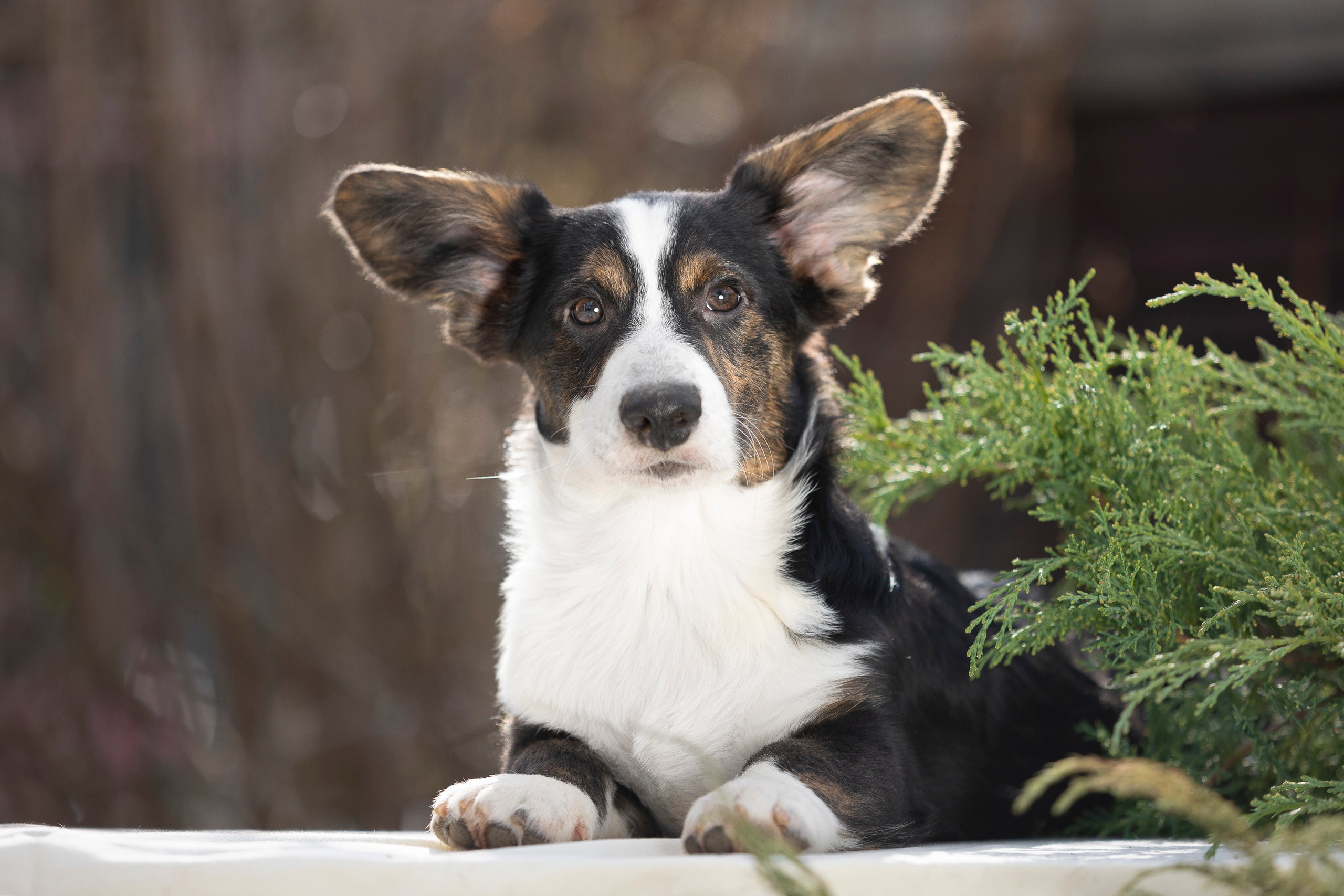 Вельш Корги Кардиган. Фотограф анималист, семейный фотограф, фотограф собак Комратова Мария. г. Москва