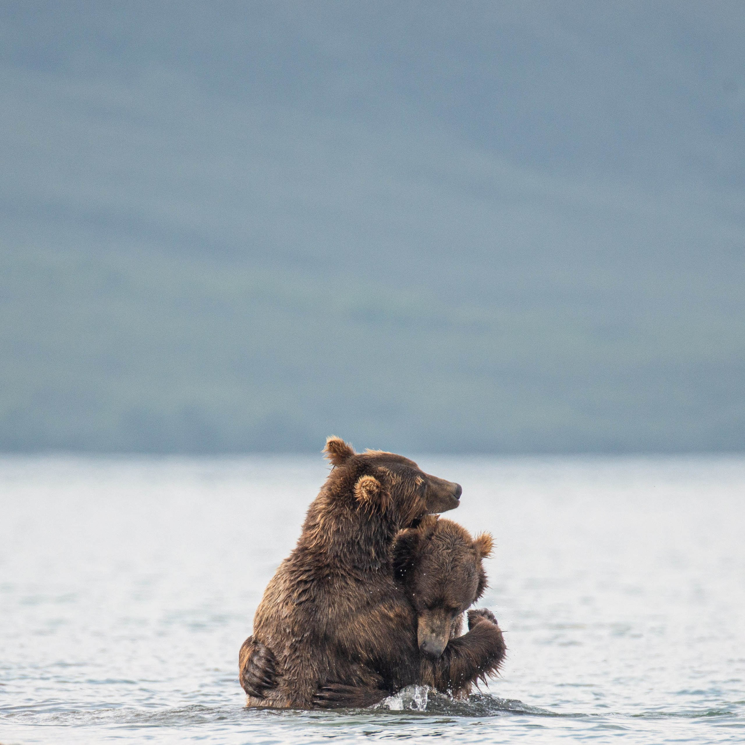 Камчатка — земля медведей. Игорь Иванко — Репортажный и событийный фотограф. Москва