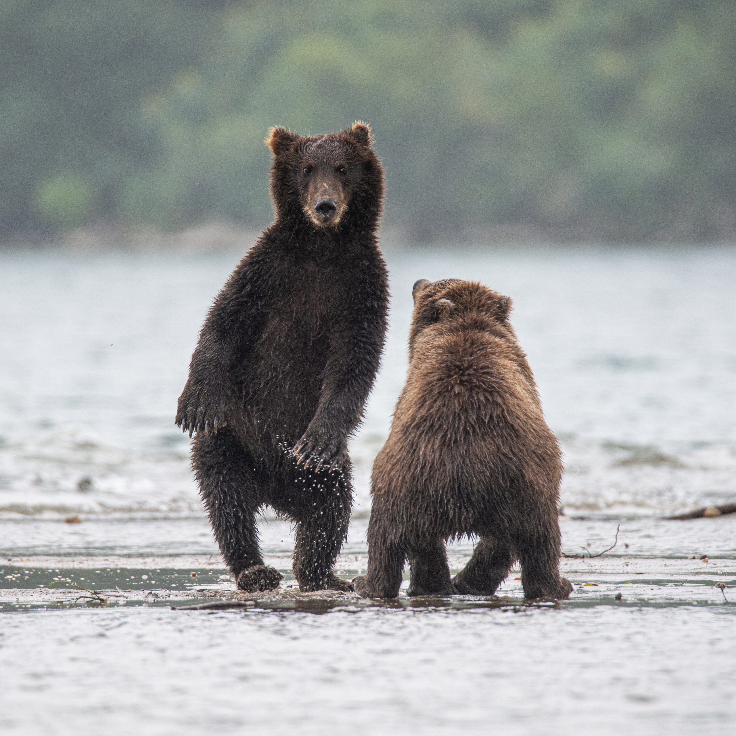 Камчатка — земля медведей. Игорь Иванко — Репортажный и событийный фотограф. Москва