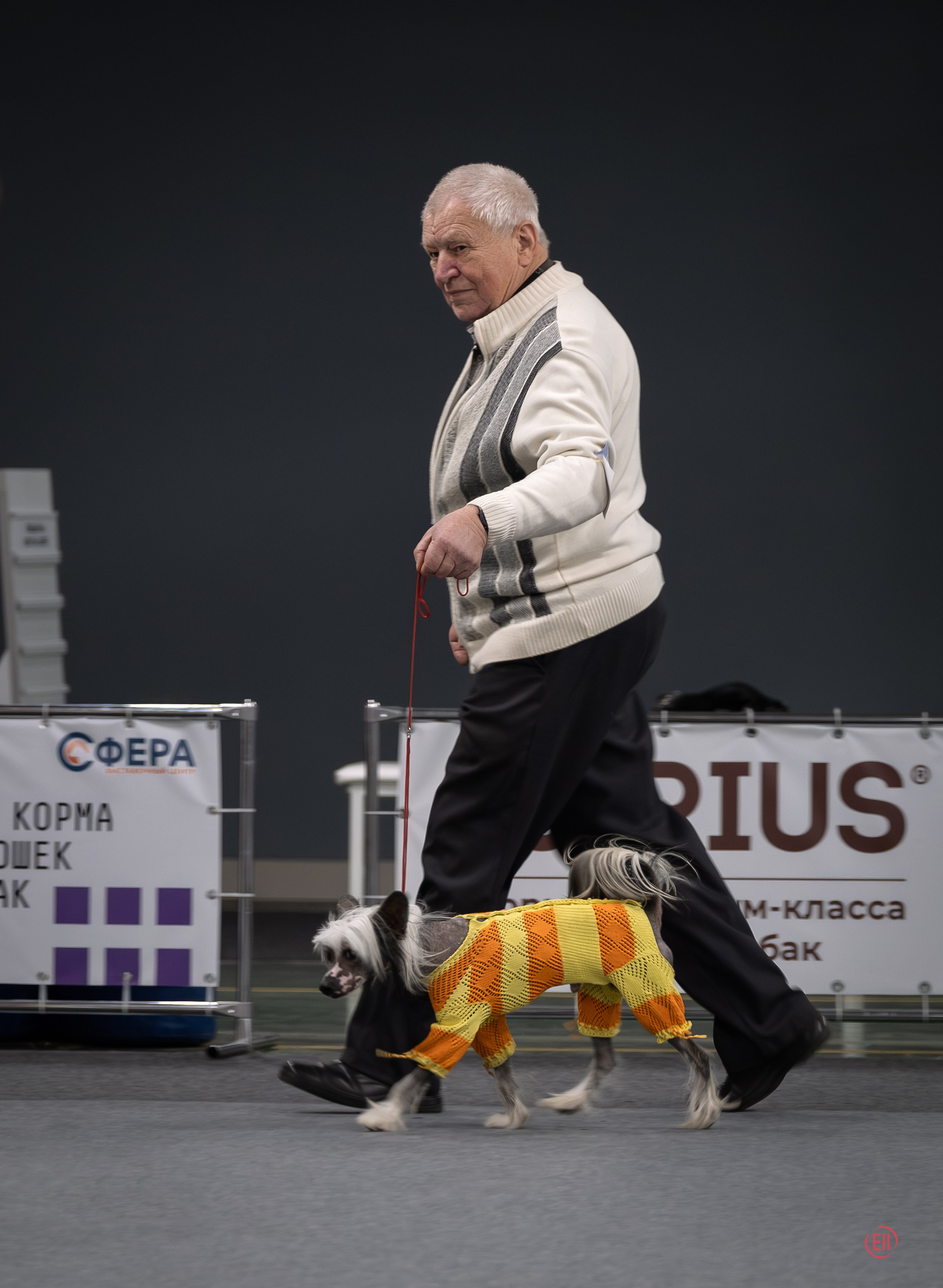 Праздник породы «Яркий мир китайских хохлатых собак». Питомник китайских хохлатых собак Poale Ell: купить щенка