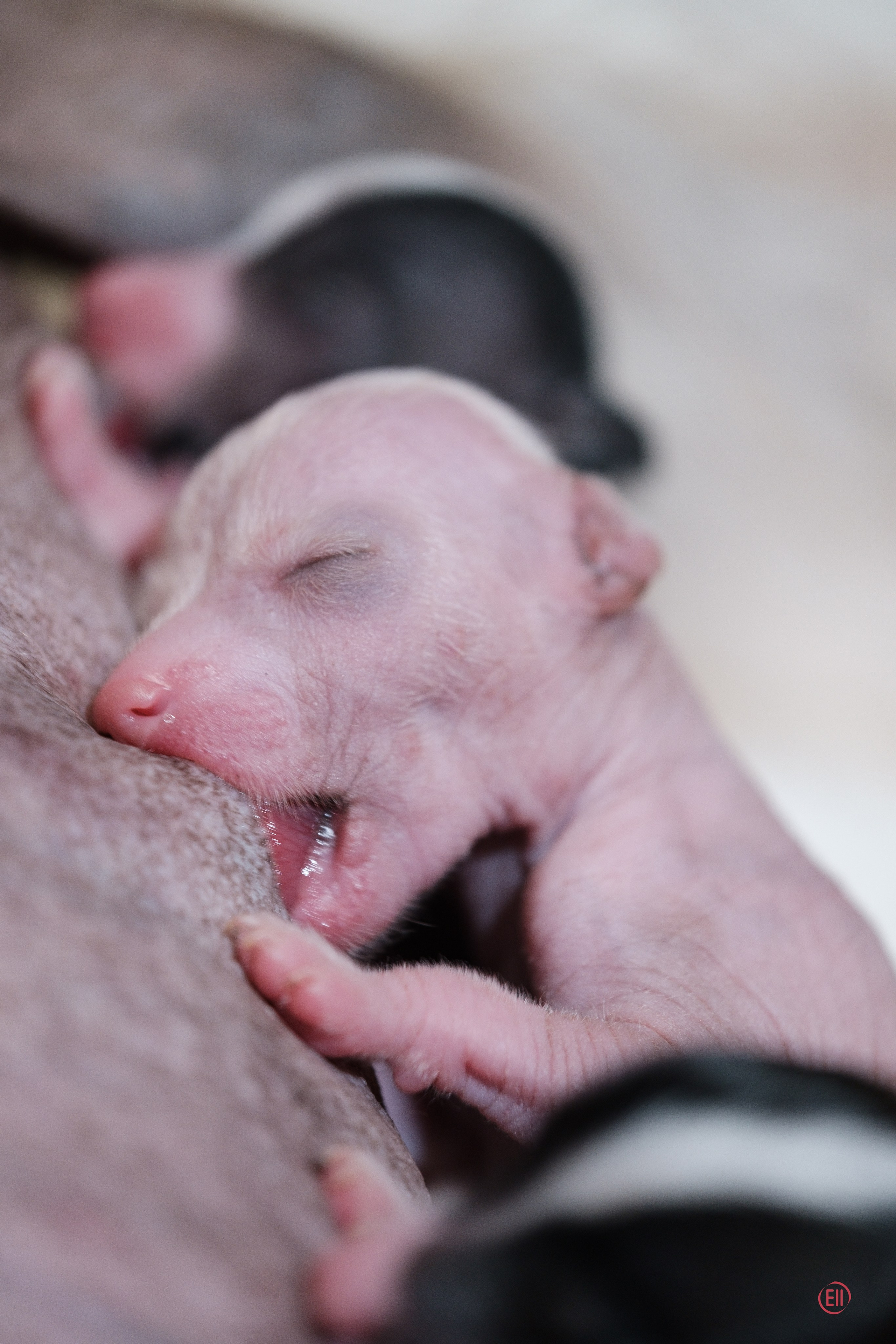 4-й день. Poale Ell Dora