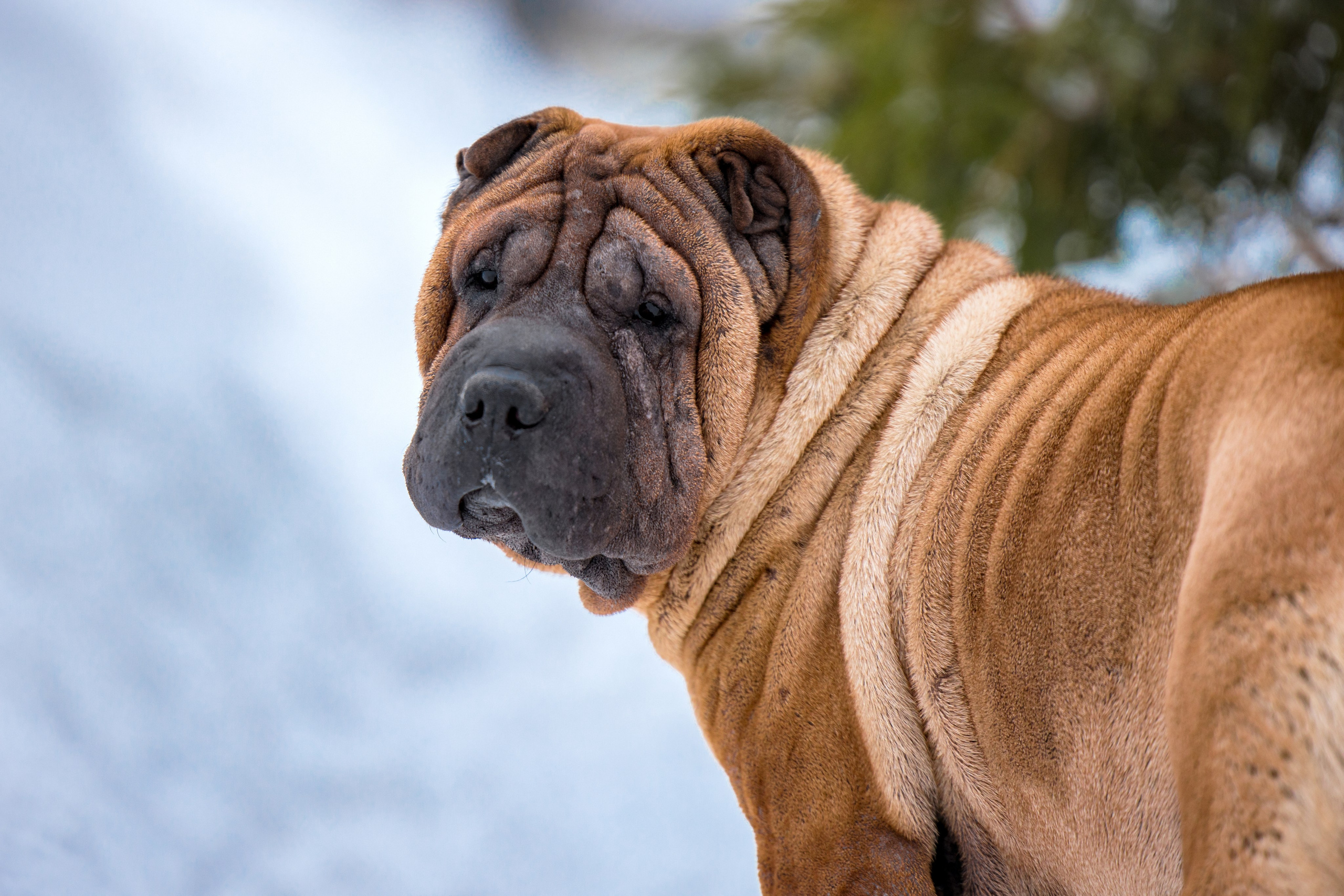 В гостях у шарпеев 16.01.2024. Фотограф-анималист Юлия Германика