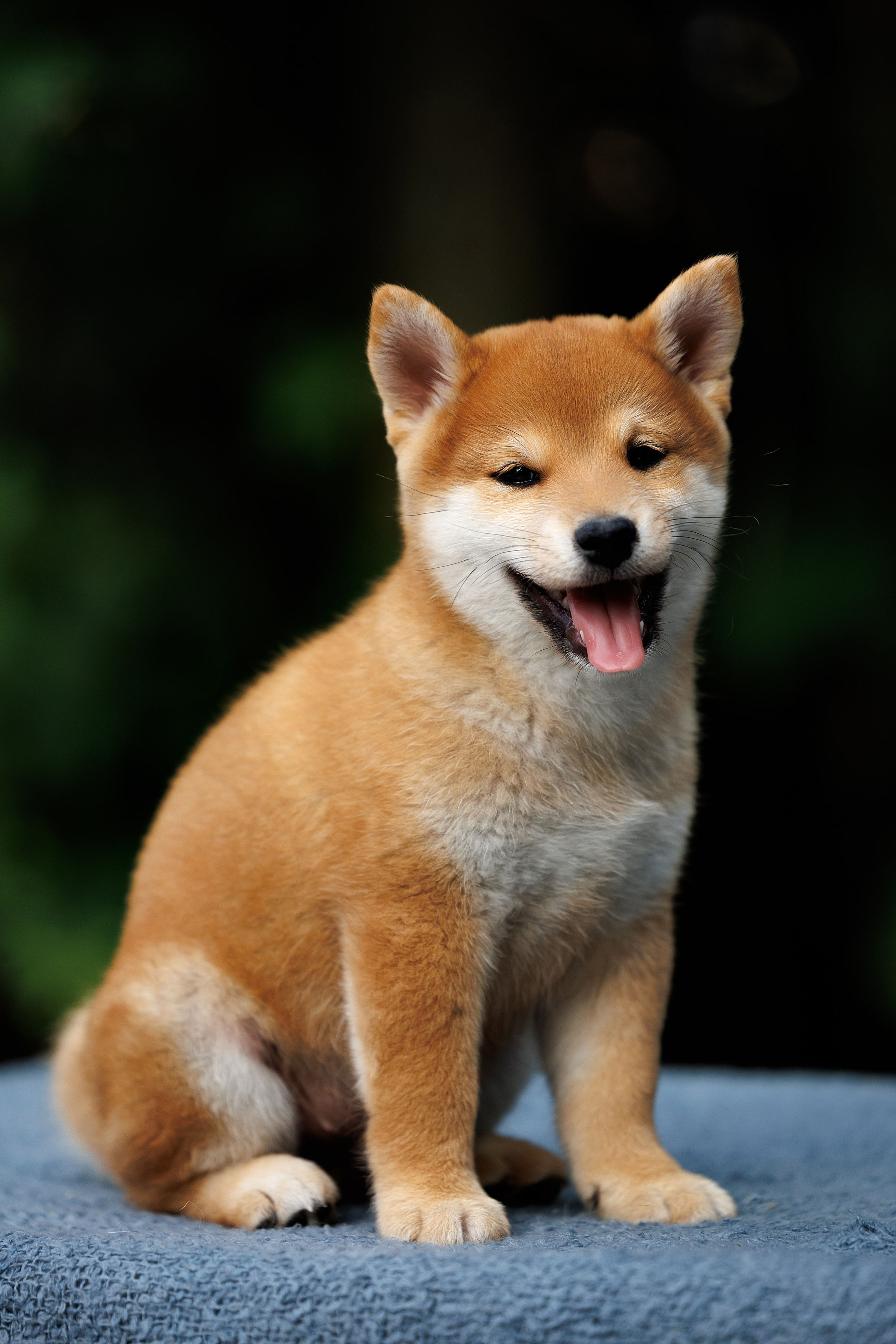 Портфолио: Фотосъёмка щенков в Москве и области — трогательные моменты. Фотограф-анималист и бренд-фотограф в Москве | Фотография собак, людей, бизнес-портрет