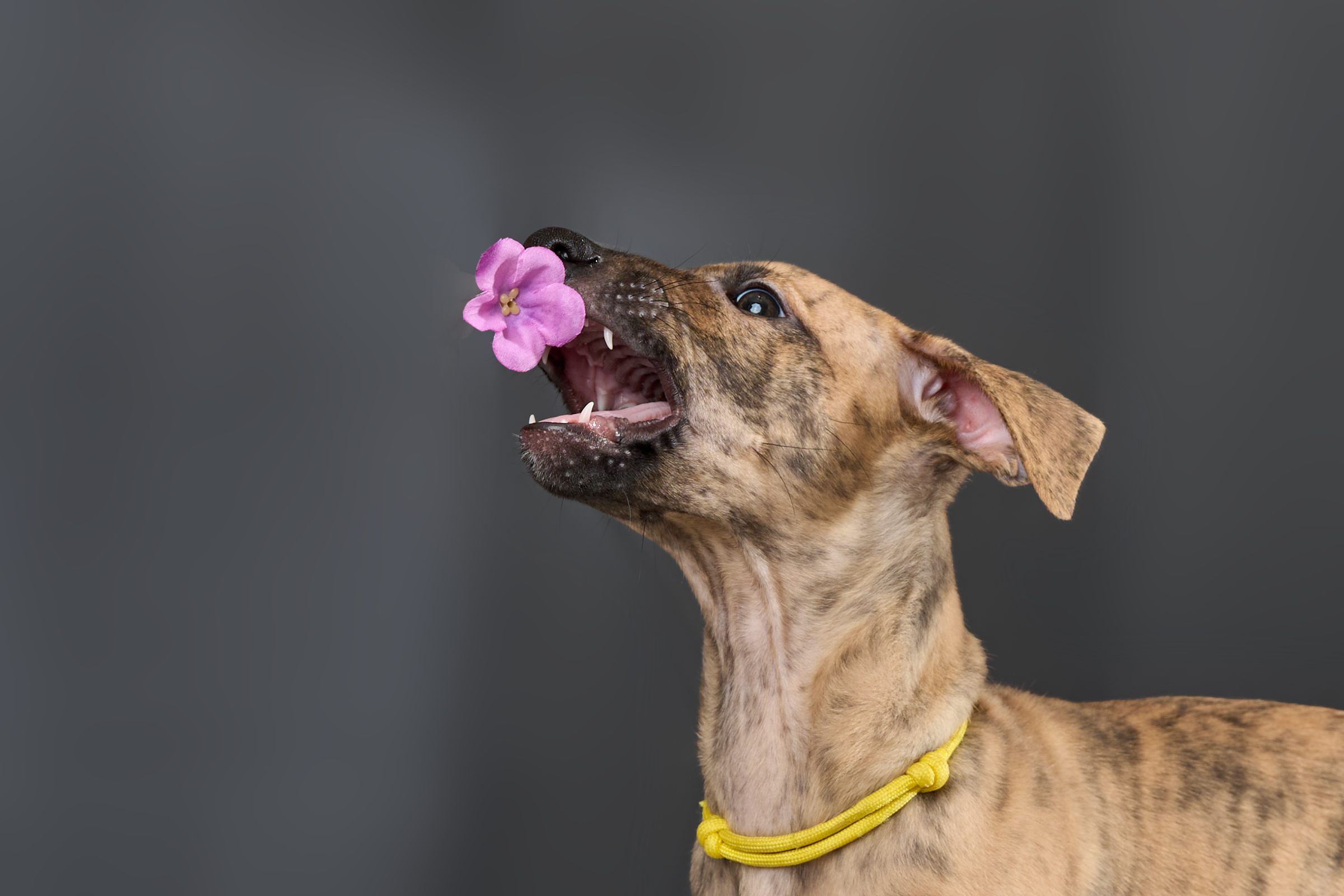 Щенки. Фотограф-анималист Михаил Манухин