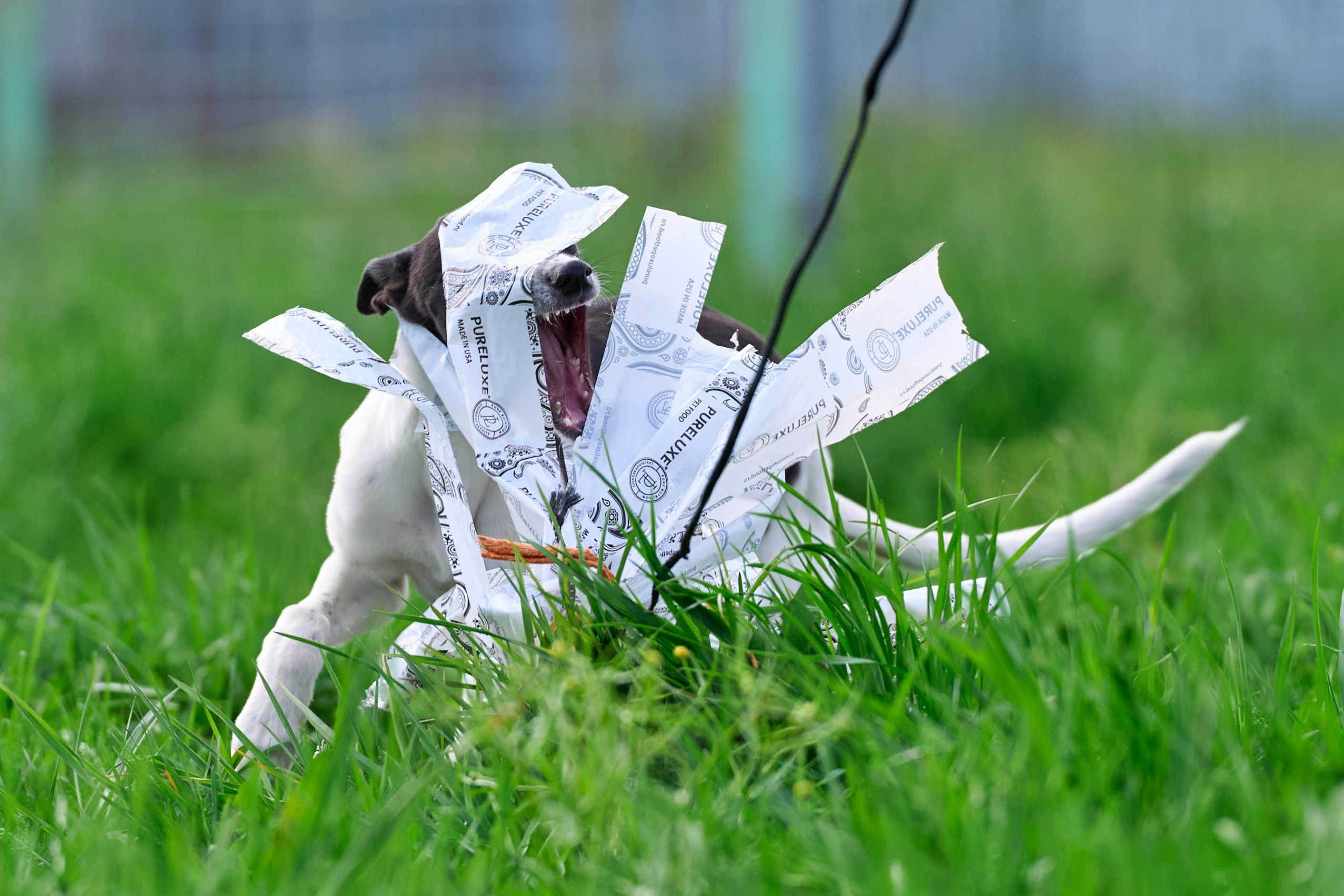 Фотосессии. Фотограф-анималист Михаил Манухин