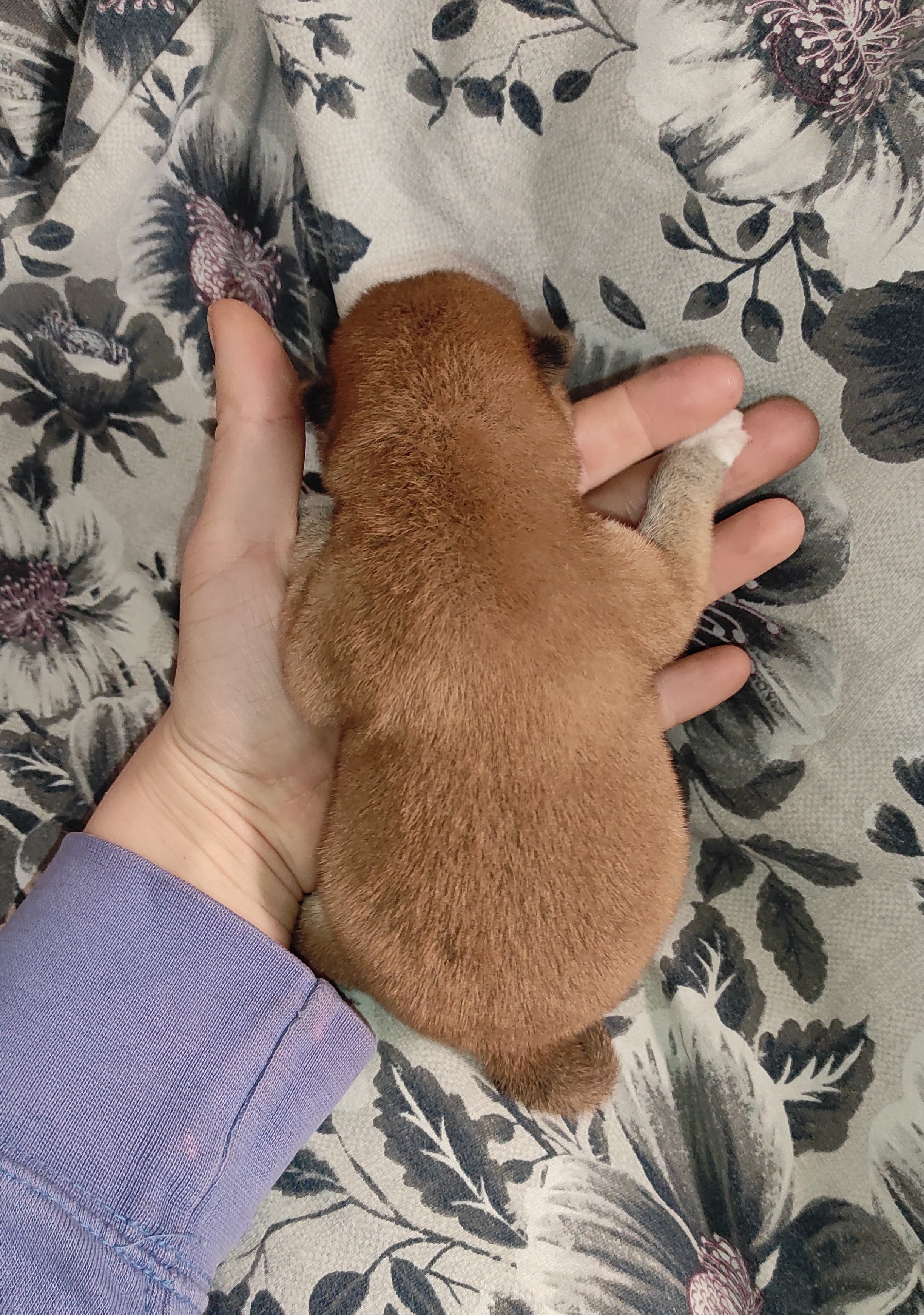 сиба питомник Рубилайт щенки на продажу rubylight  сиба щенки купить СПб Санкт-Петербург 