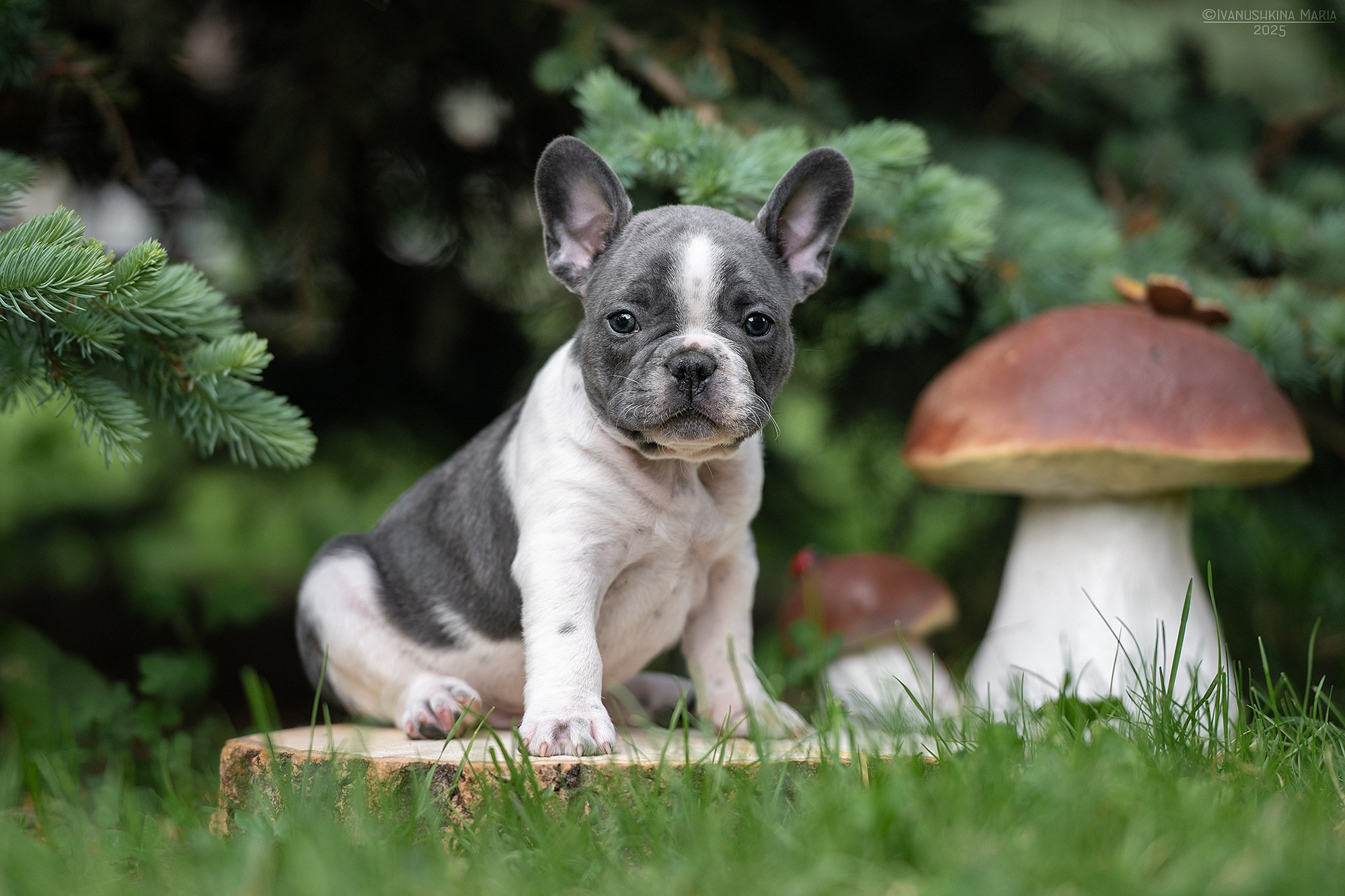 Фотосессия щенков на продажу. Фотограф собак в Москве и Московской области Иванушкина Мария