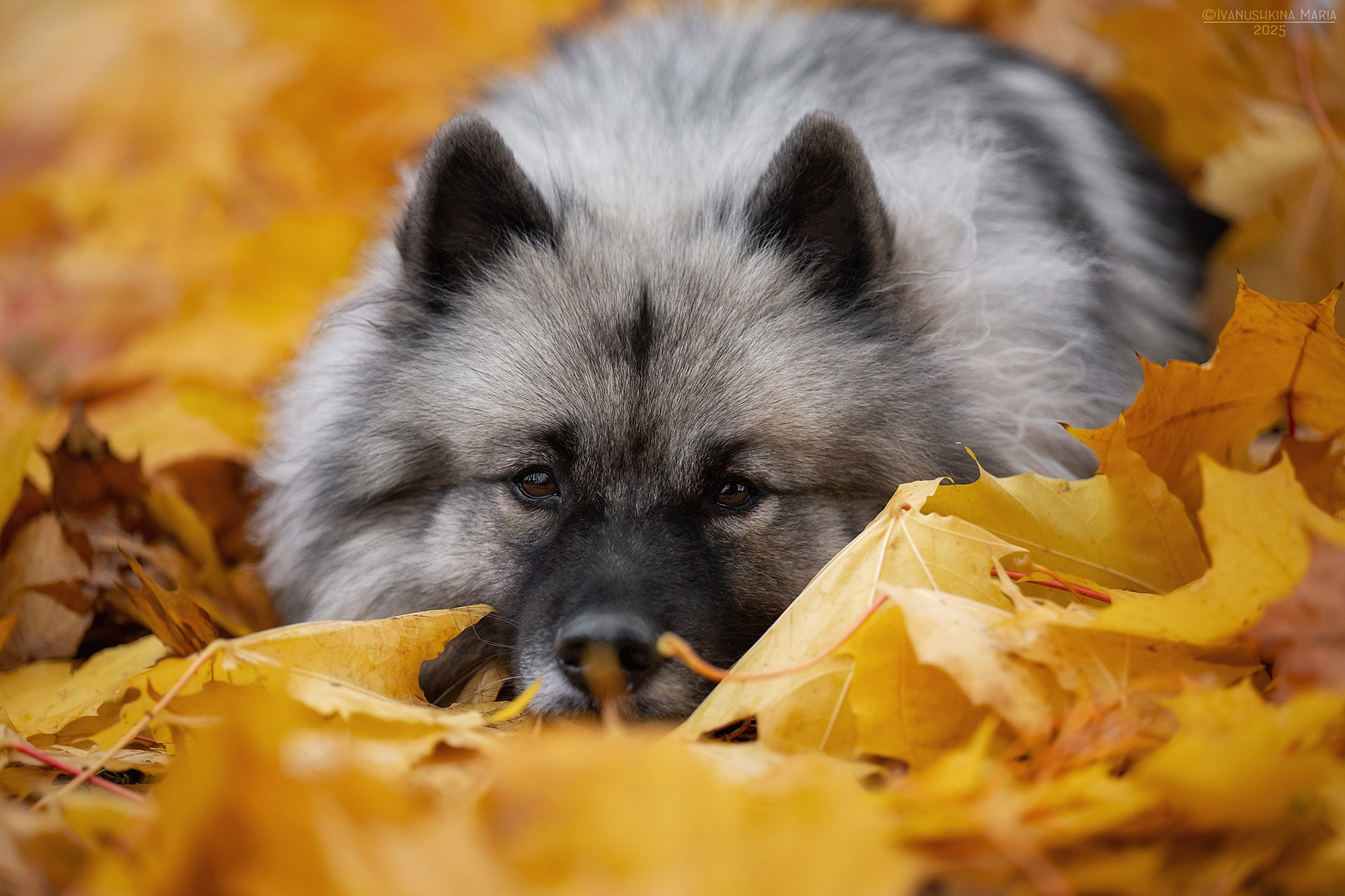Фотограф-анималист. Фотограф собак в Москве и Московской области Иванушкина Мария