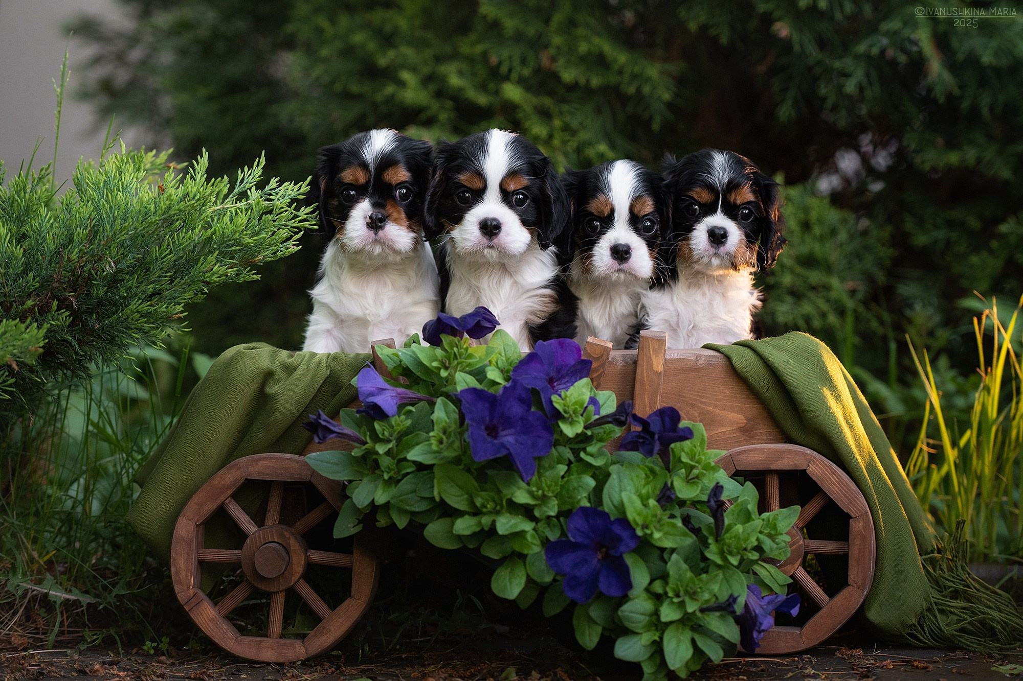 Фотосессия щенков на продажу. Фотограф собак в Москве и Московской области Иванушкина Мария