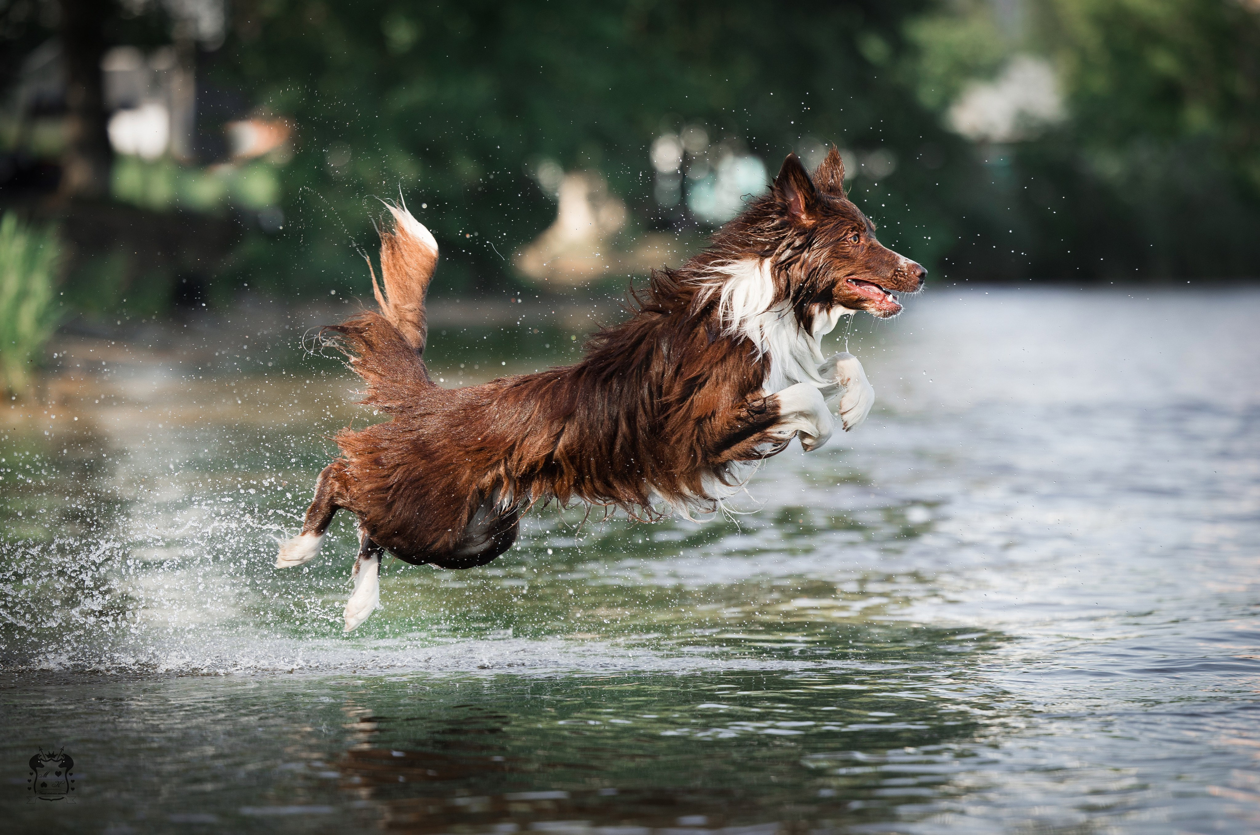 Портфолио. Фотограф-анималист в Екатеринбурге Марина Шишкина