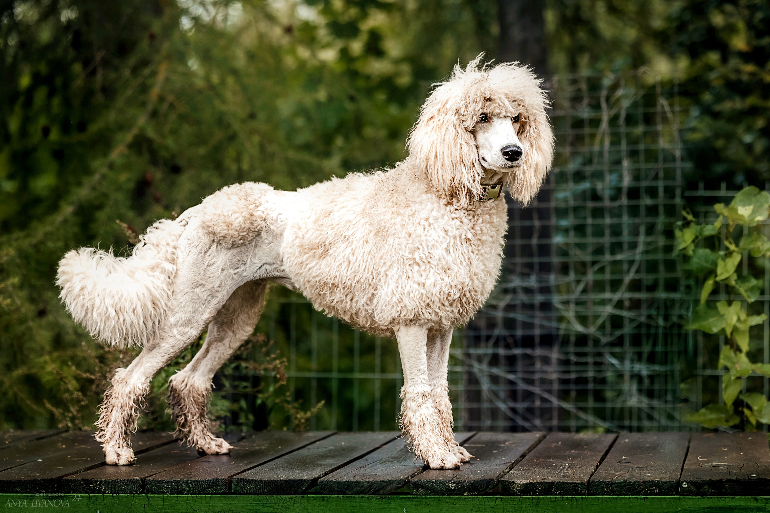 Ралли «Акела». Фотограф анималист Аня Ливанова | Рыбинск