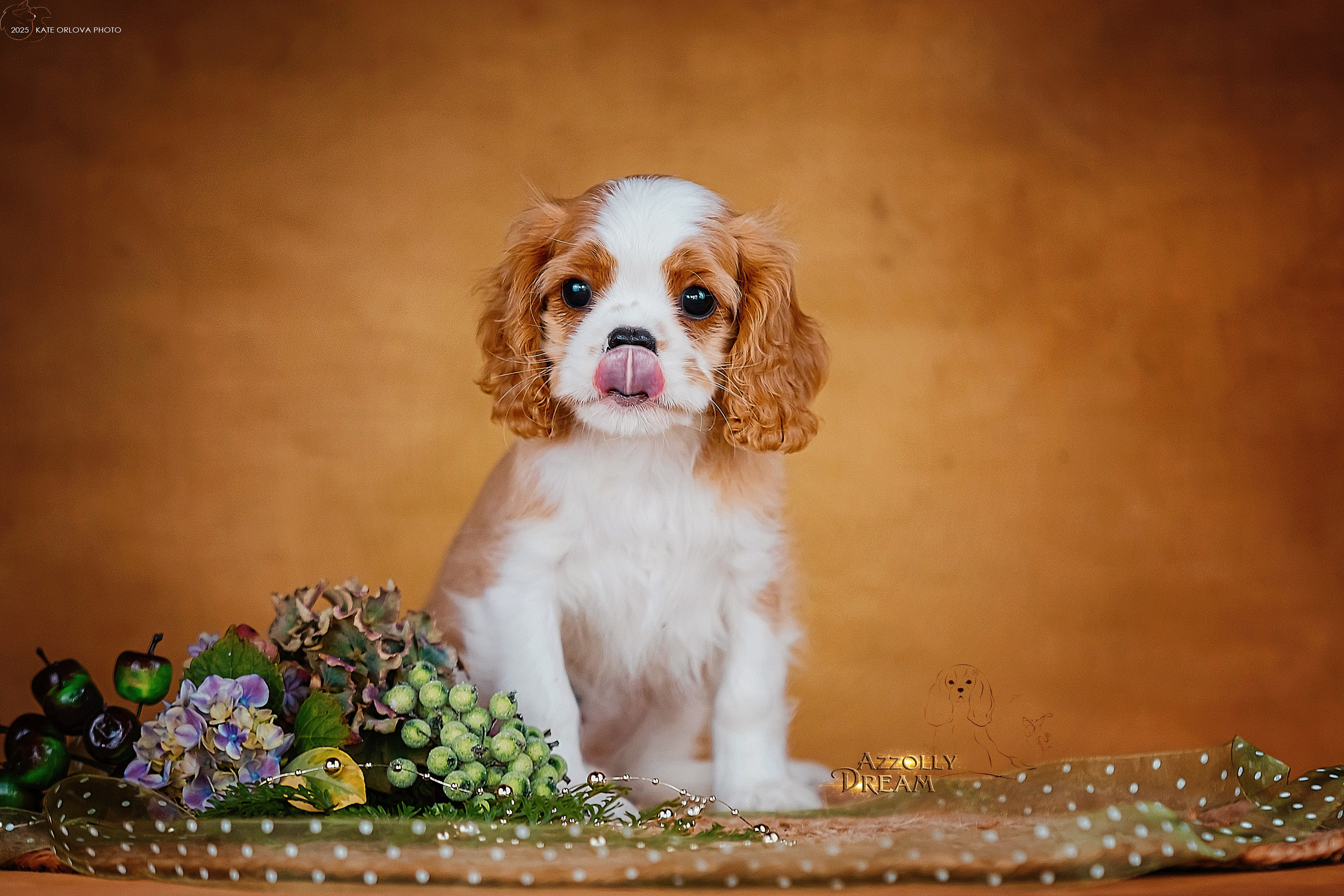 Щенки. Питомник кавалер кинг чарльз спаниелей