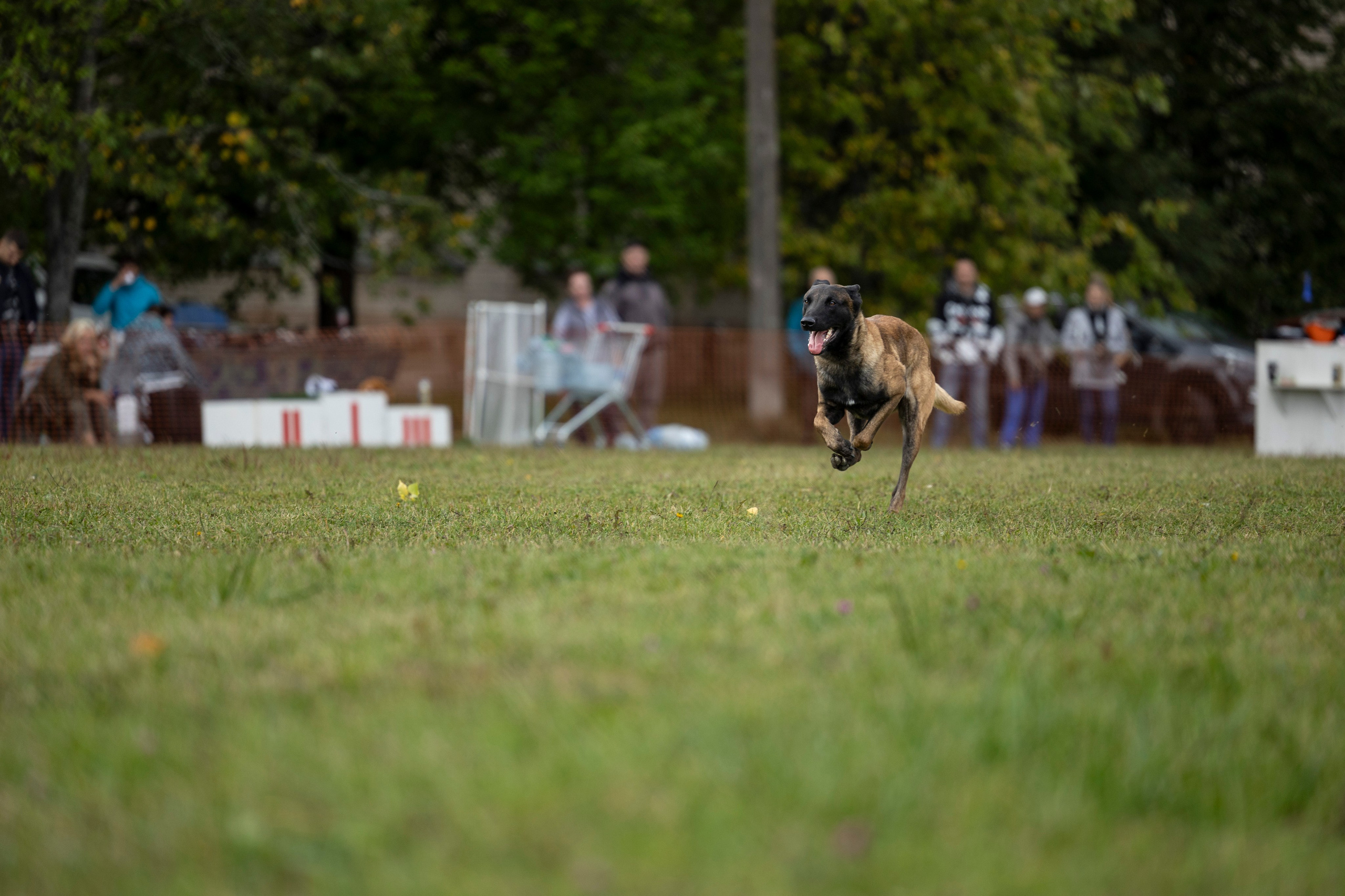 Испытания по Мондьорингу г. Пушкин. Фотограф-анималист Анна Маринич