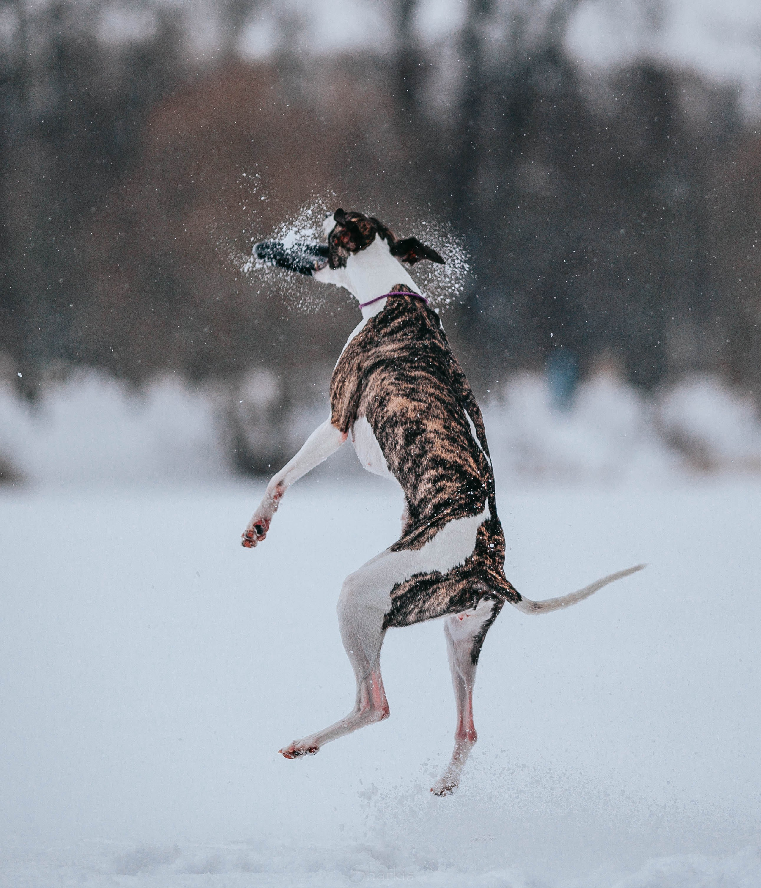Хельга и Пёс. Главная