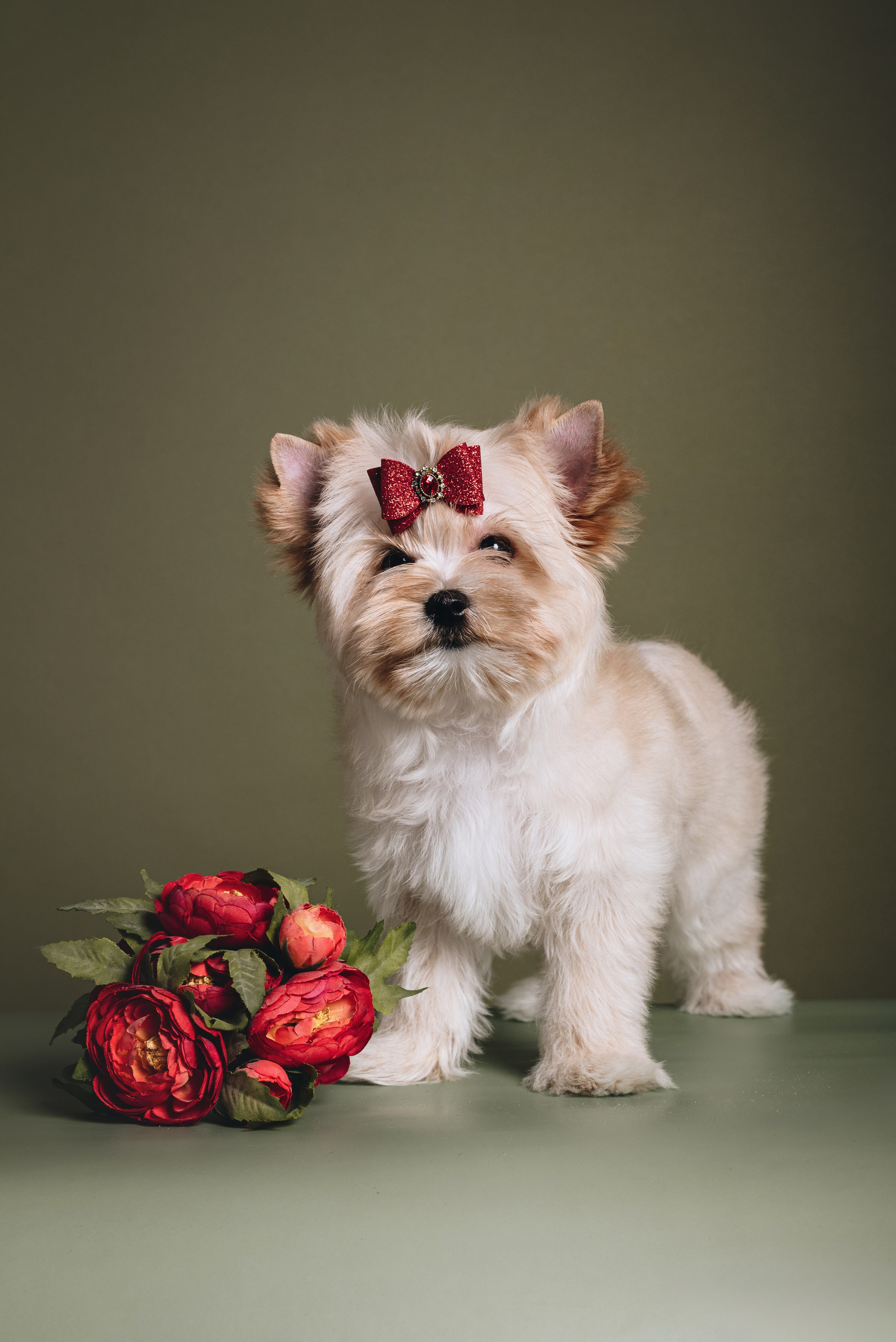 Russian Salon Dog. Natalia Finch Photography — Family, Kids & Pet Photographer in Chicago, IL